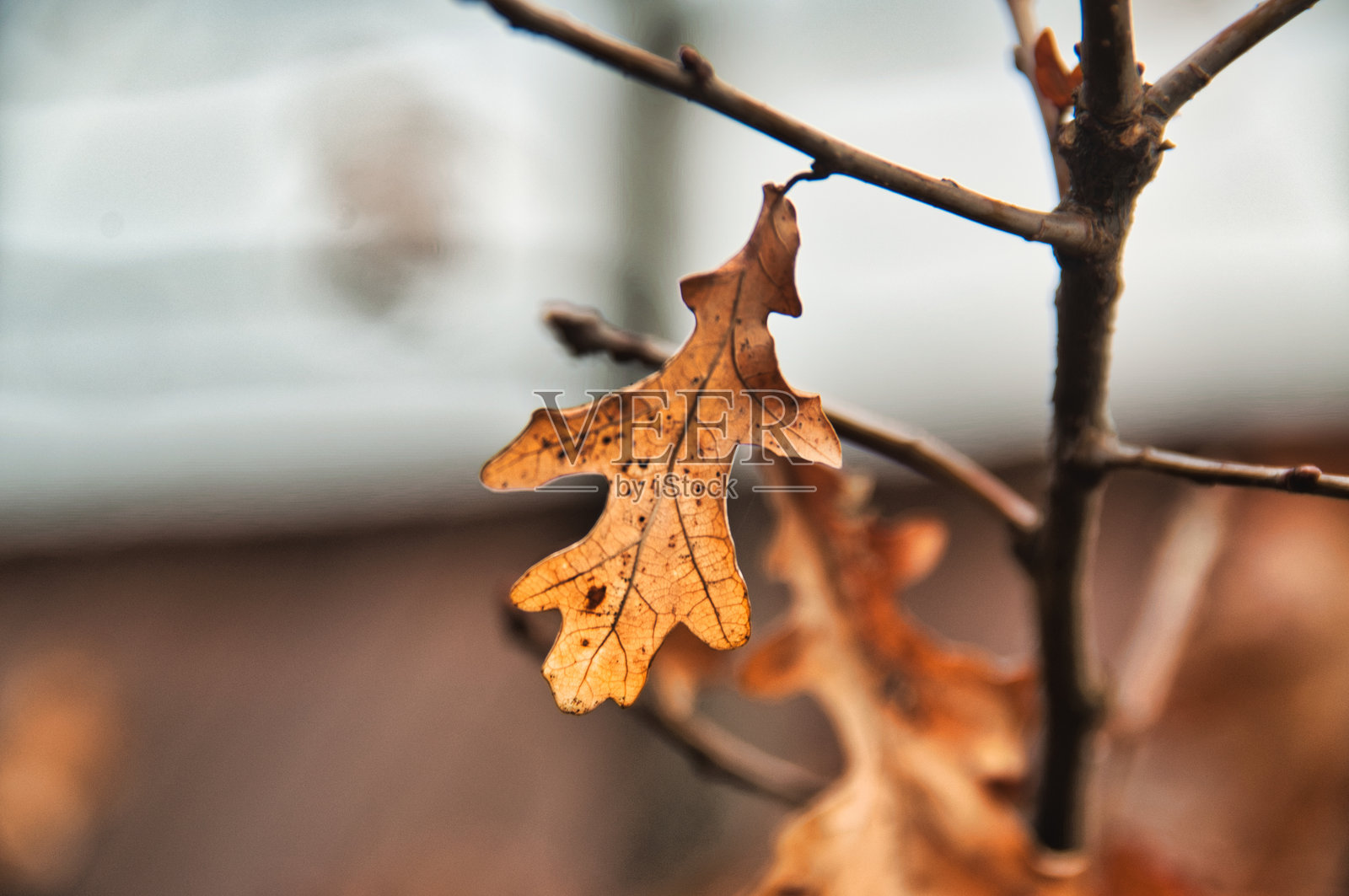 一片干枯的棕色秋天橡树叶单独挂在树枝上，冬天即将来临。照片摄影图片
