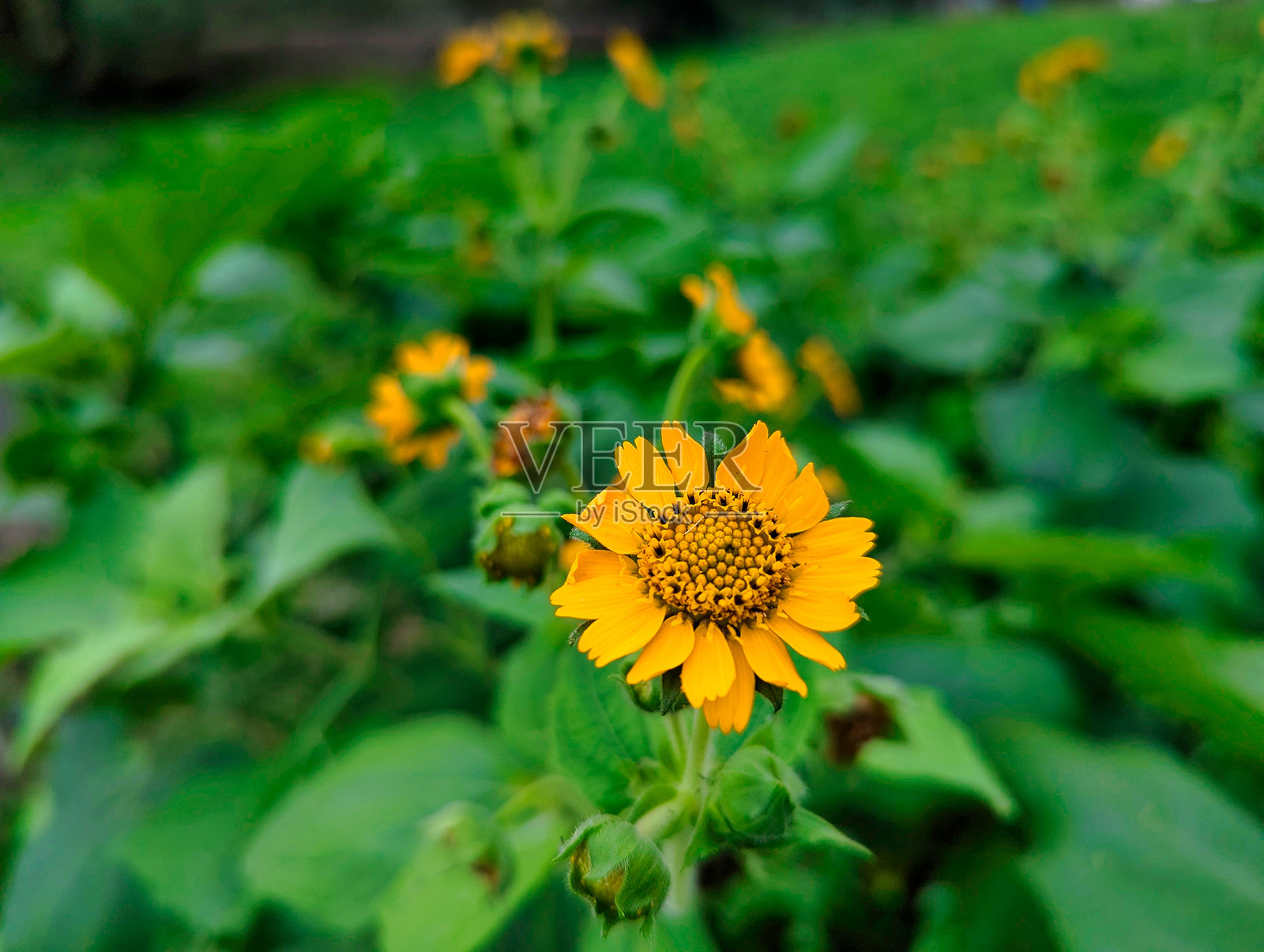 雅康花，小安图斯·松奇叶，种植园中的景象照片摄影图片