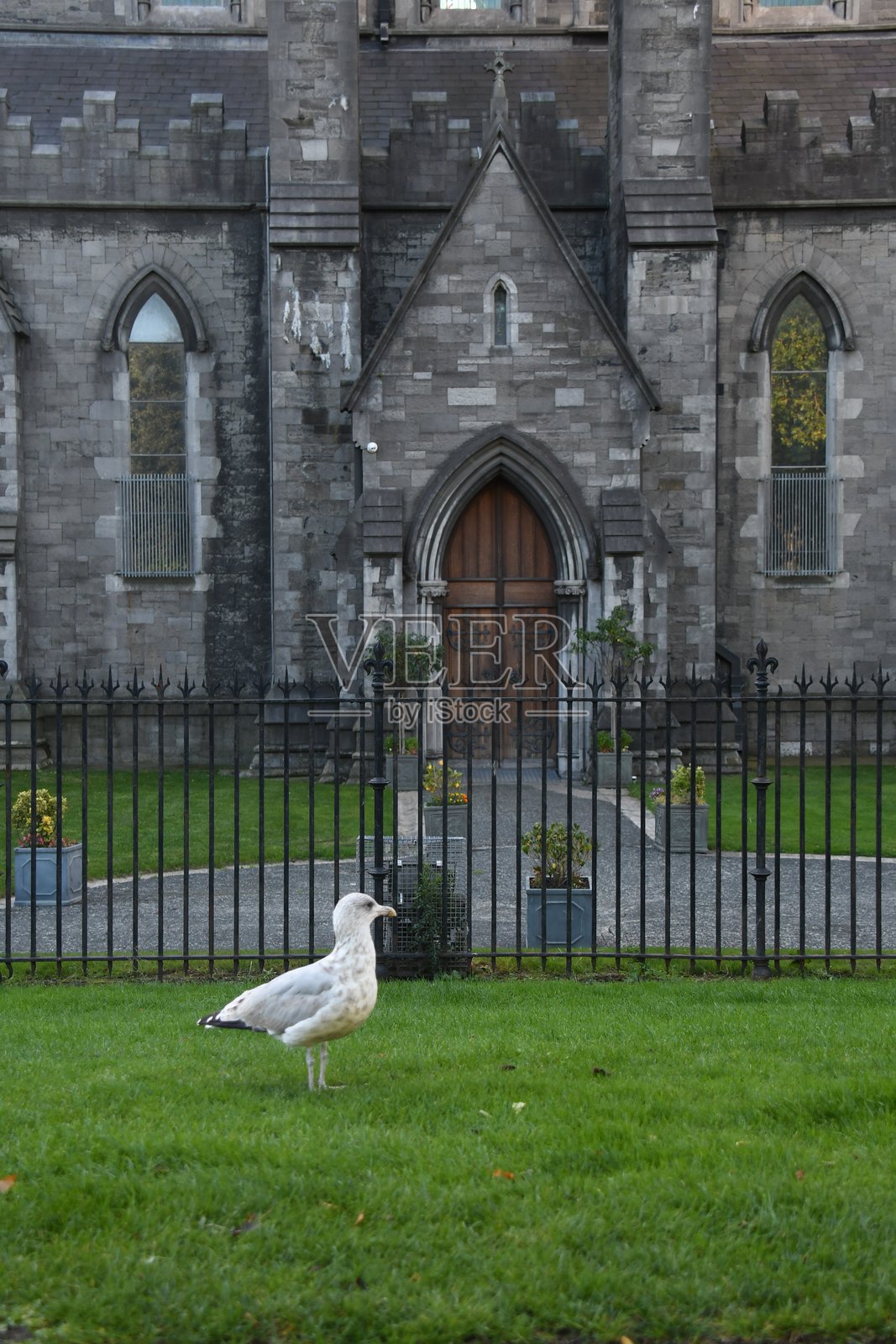 在爱尔兰都柏林圣帕特里克教堂外的一只鸟照片摄影图片