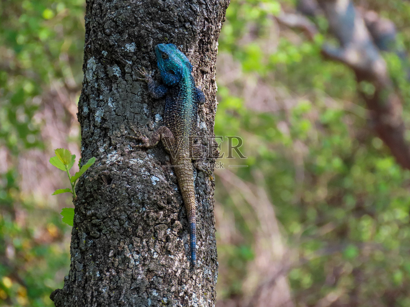 树蜥照片摄影图片