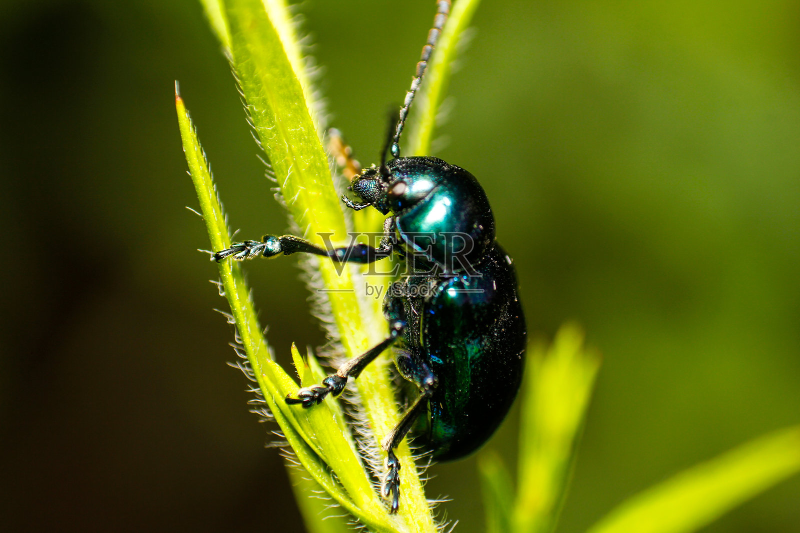 特写蓝色牛奶草甲虫（Chrysochus pulcher）照片摄影图片