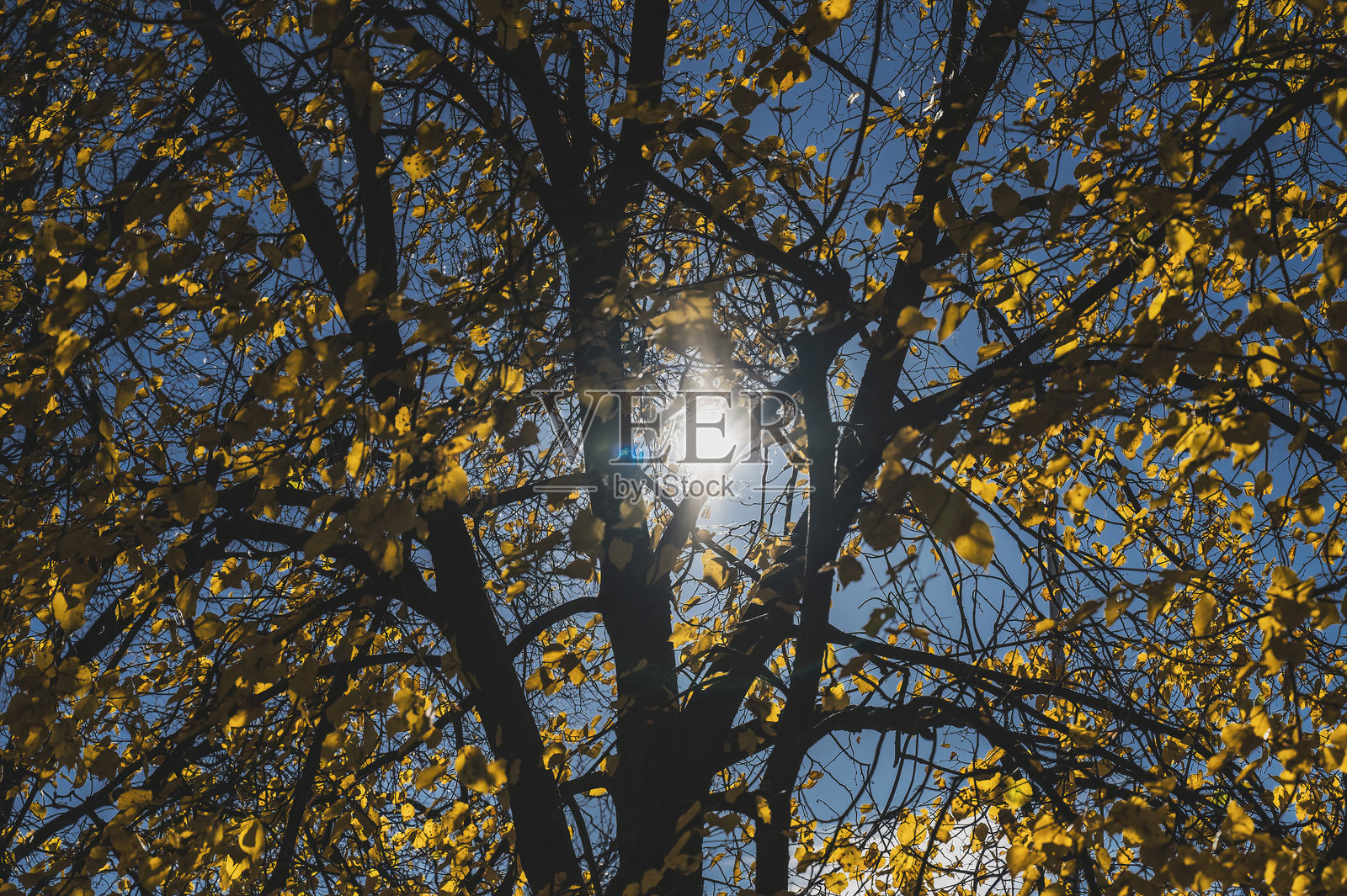 阳光明媚的秋日里的秋天树木照片摄影图片