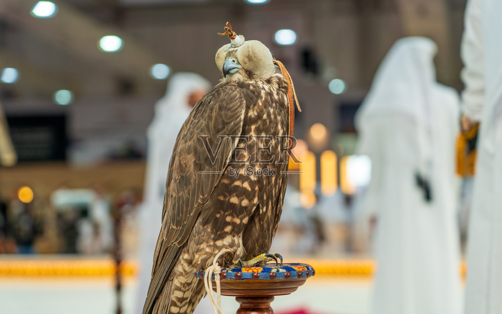 一只雄伟的猎鹰以引人注目的姿势被捕捉，展现出它锐利而专注的眼神。猎鹰术是通过训练有素的猛禽在其自然状态和栖息地中捕猎野生动物的活动。照片摄影图片