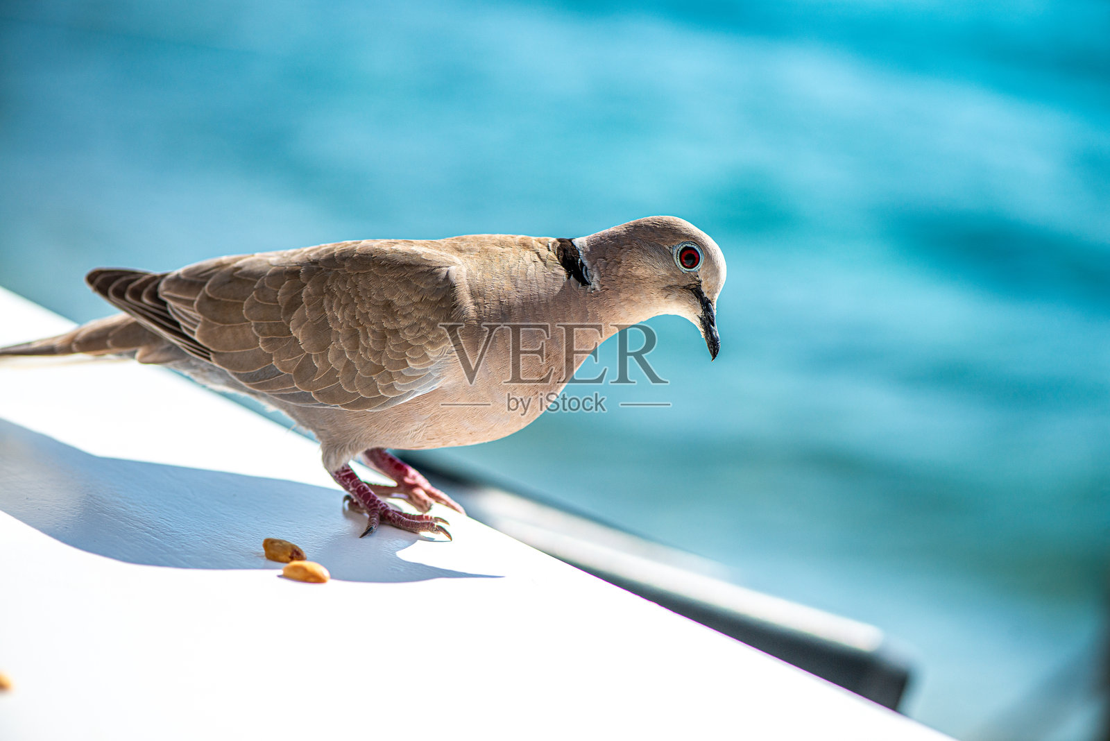 海边的鸽子特写照片摄影图片