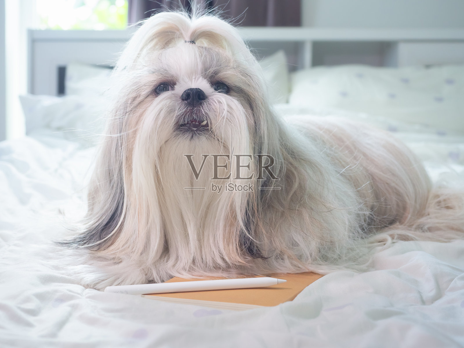 狮子狗躺在床上，旁边有一本书和一支笔，看起来像是在等待主人给它朗读书中的内容。照片摄影图片