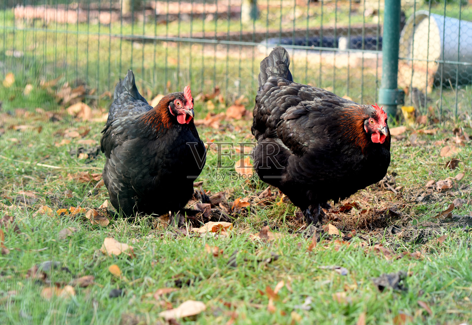 两只黑色鸡在户外花园的鸡舍里照片摄影图片