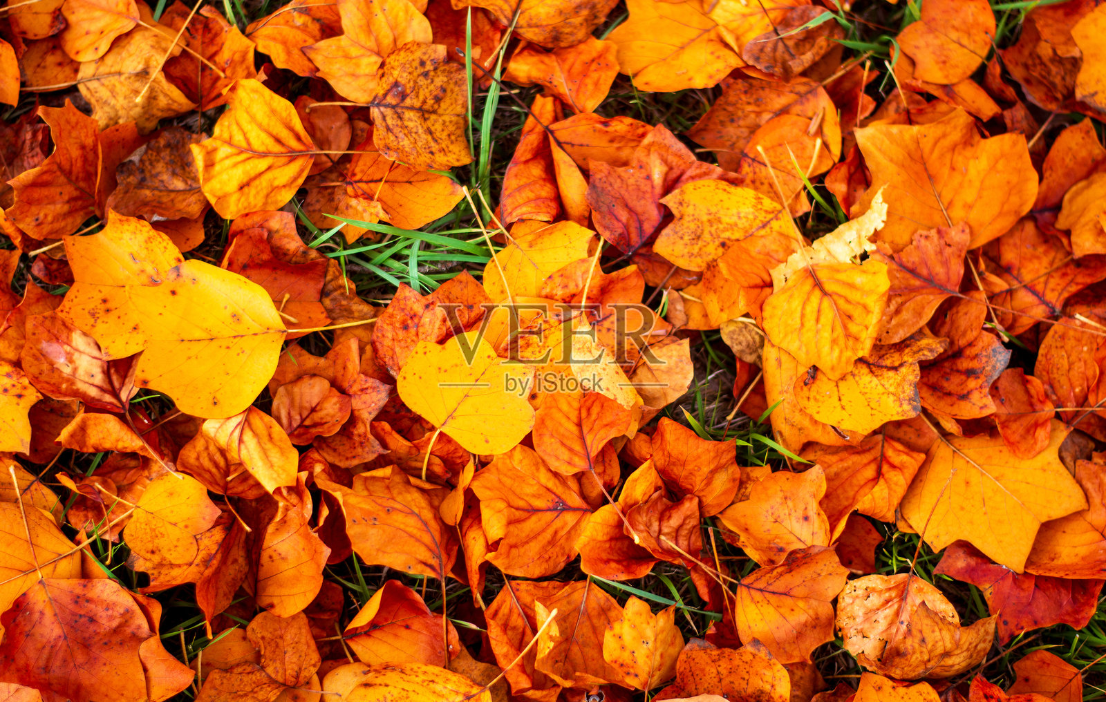 秋天色彩的落叶照片摄影图片