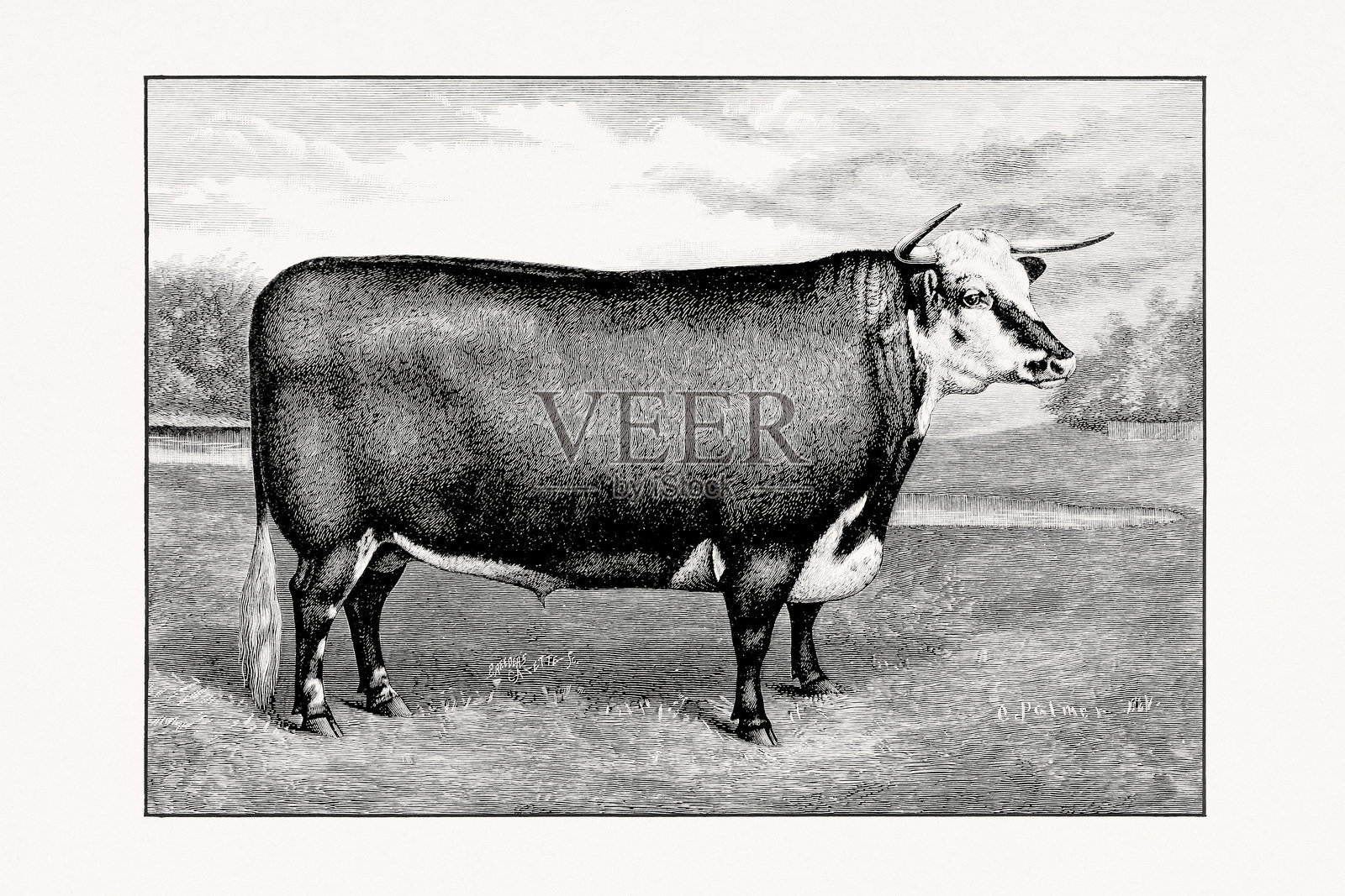 赫里福德牛。来自1887年畜牧书籍的古董牛插图。照片摄影图片