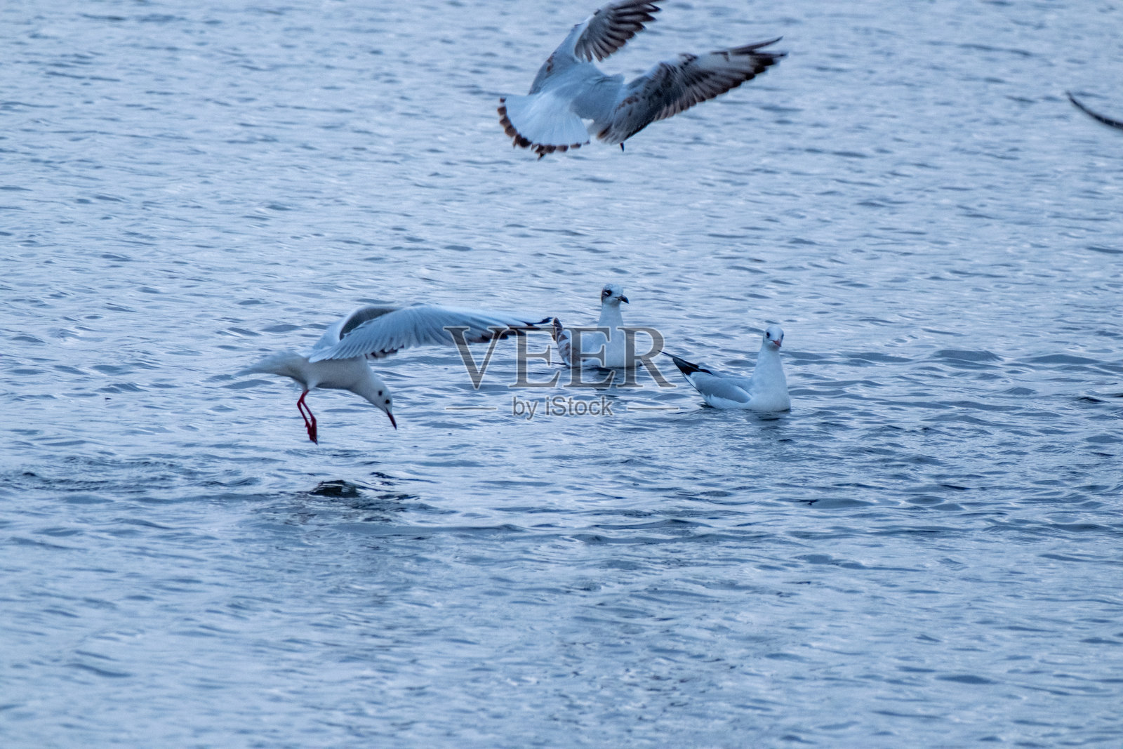 海滩上近距离拍摄海鸥照片摄影图片