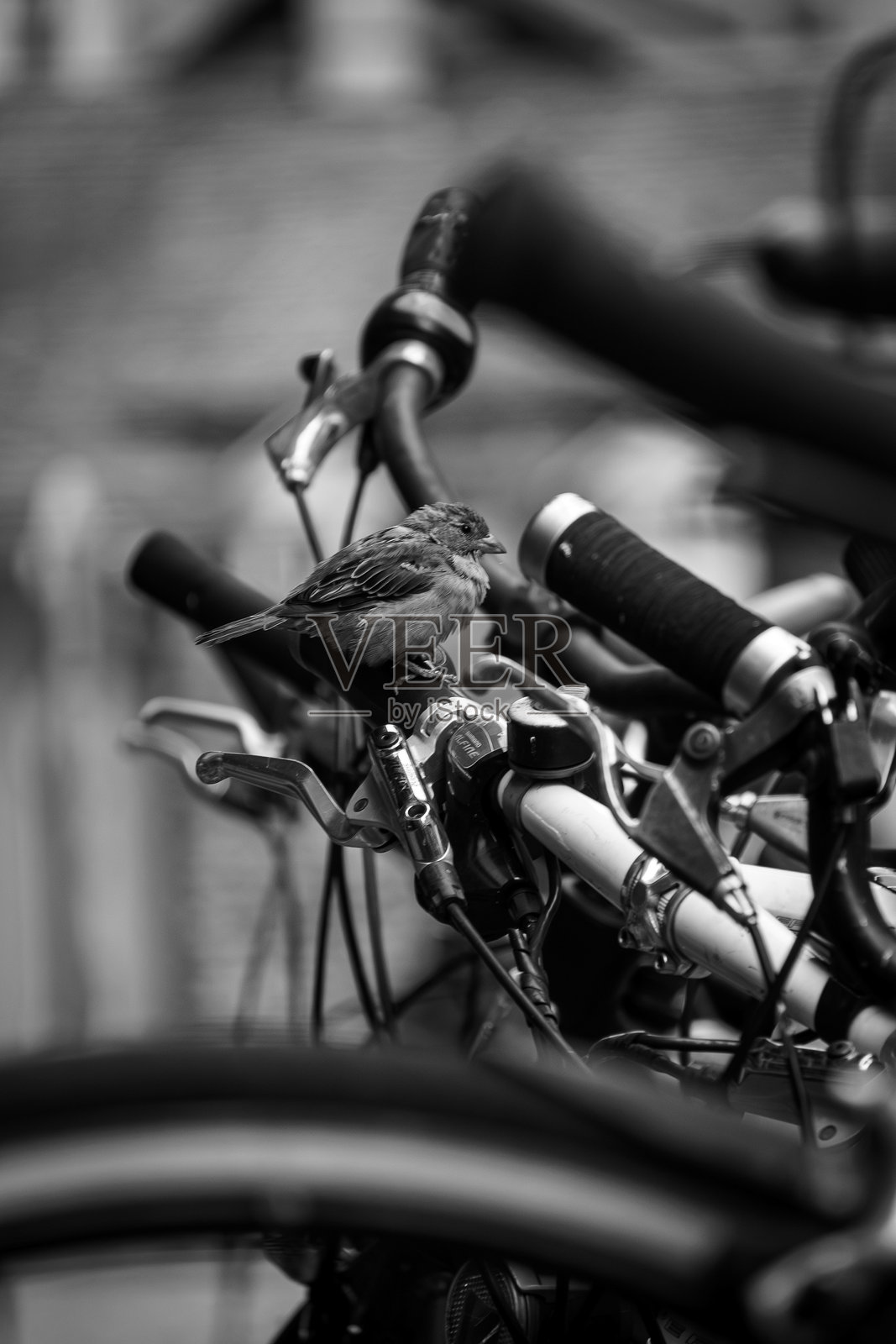 骑自行车的鸟照片摄影图片