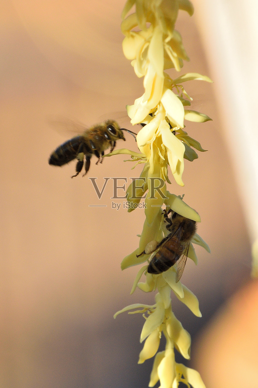 意大利蜜蜂为开花的皇后棕榈树花授粉照片摄影图片