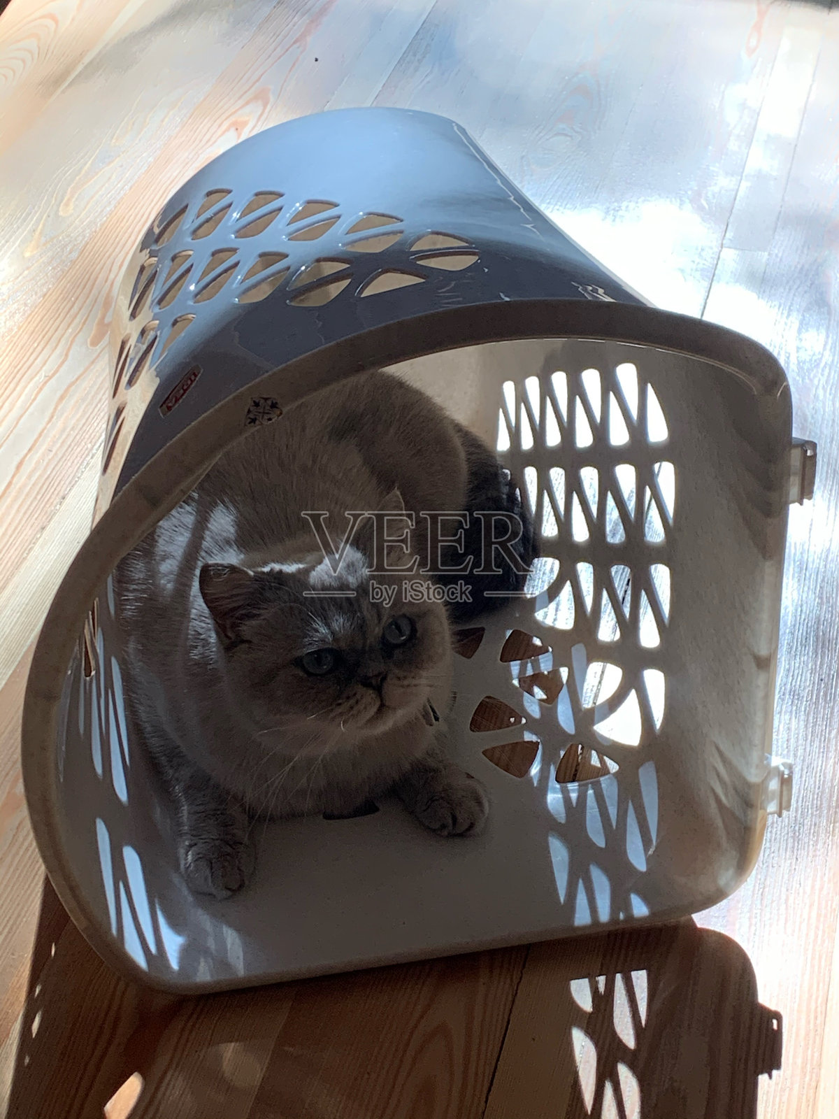 阳光下的猫咪在篮子里：光与影的游戏照片摄影图片