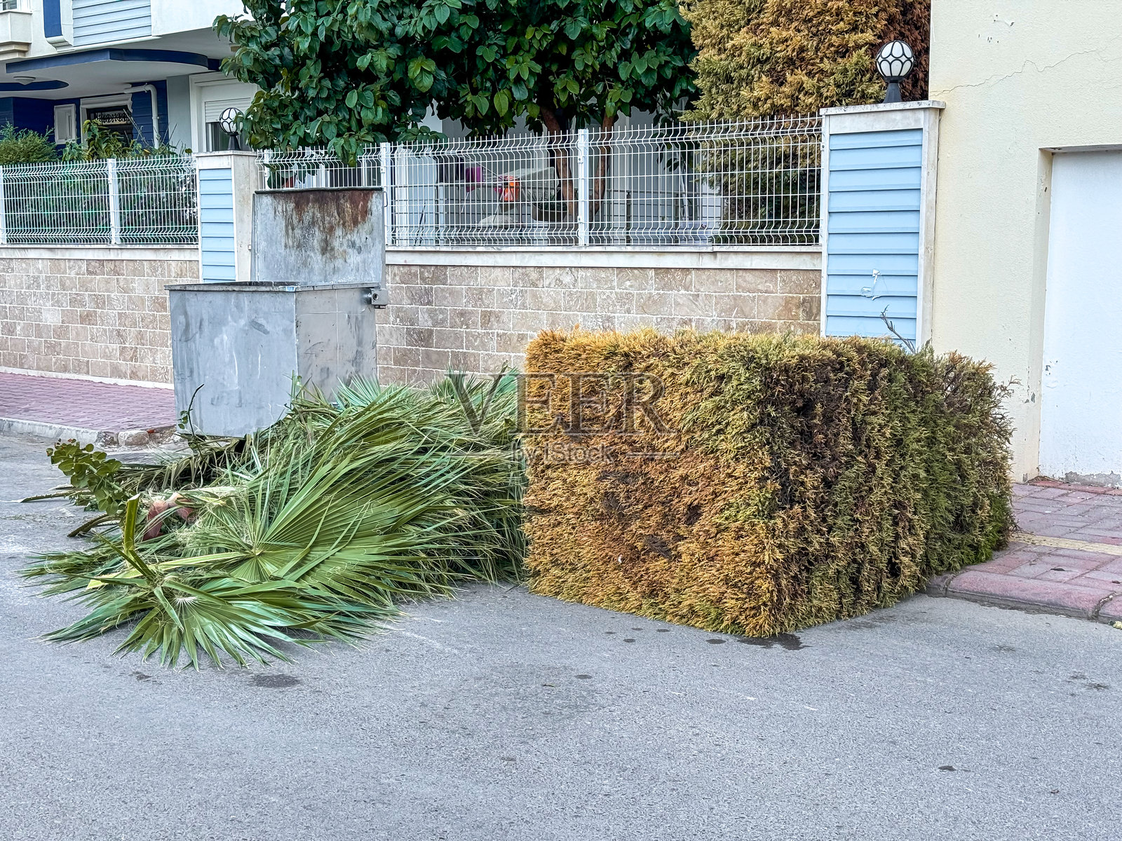 城市地区景观工程完成后，新鲜修剪的棕榈叶和灌木的残骸照片摄影图片