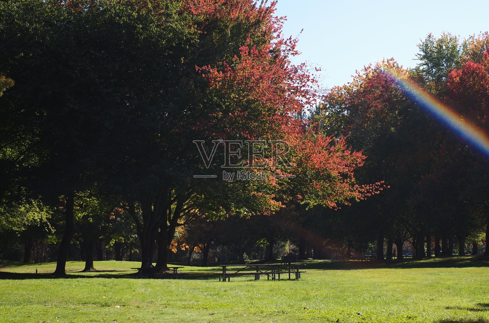 彩虹交叉红叶照片摄影图片