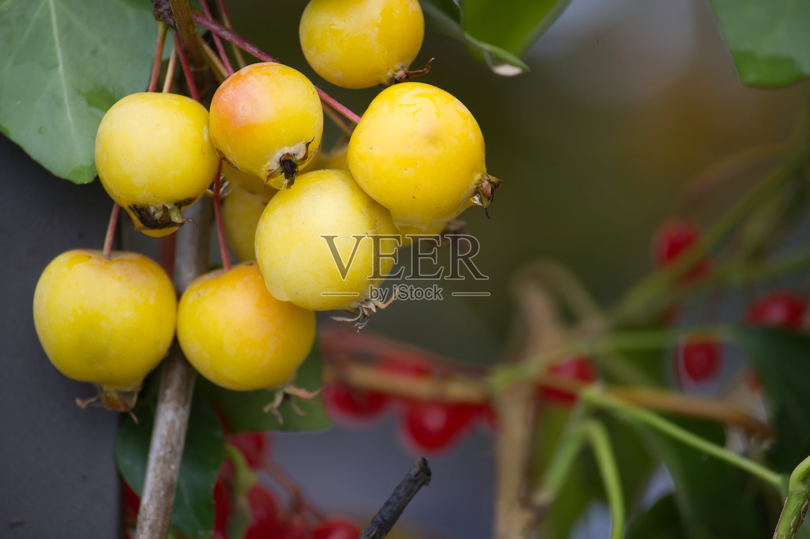 金色黄蜂蟹苹果特写，枝头上散发着鲜艳的黄色光泽照片摄影图片