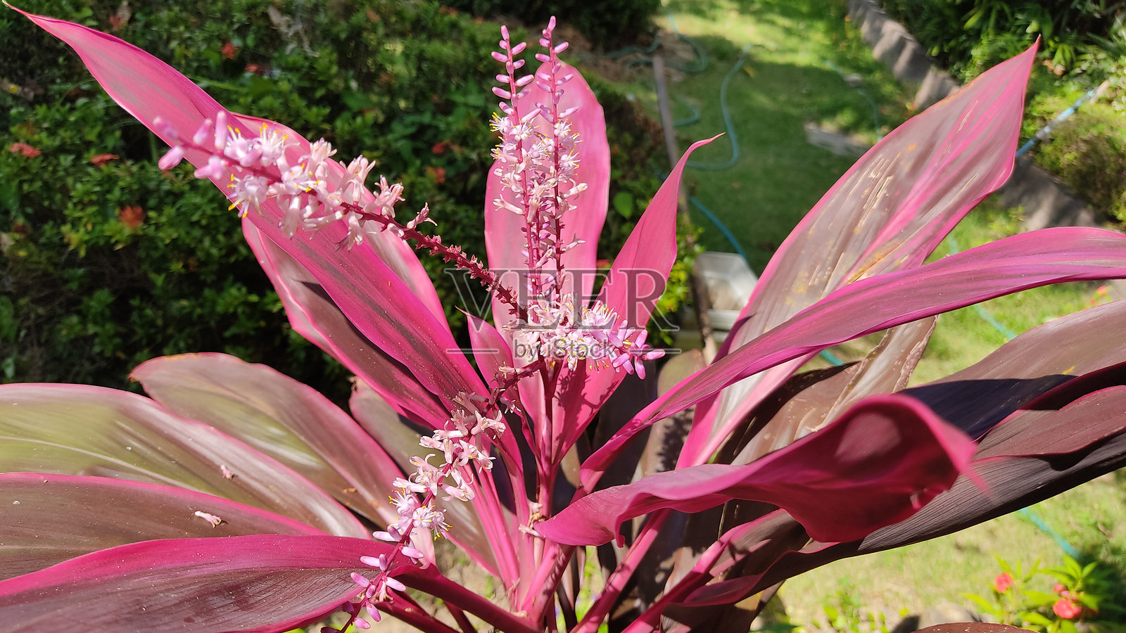花园照片摄影图片
