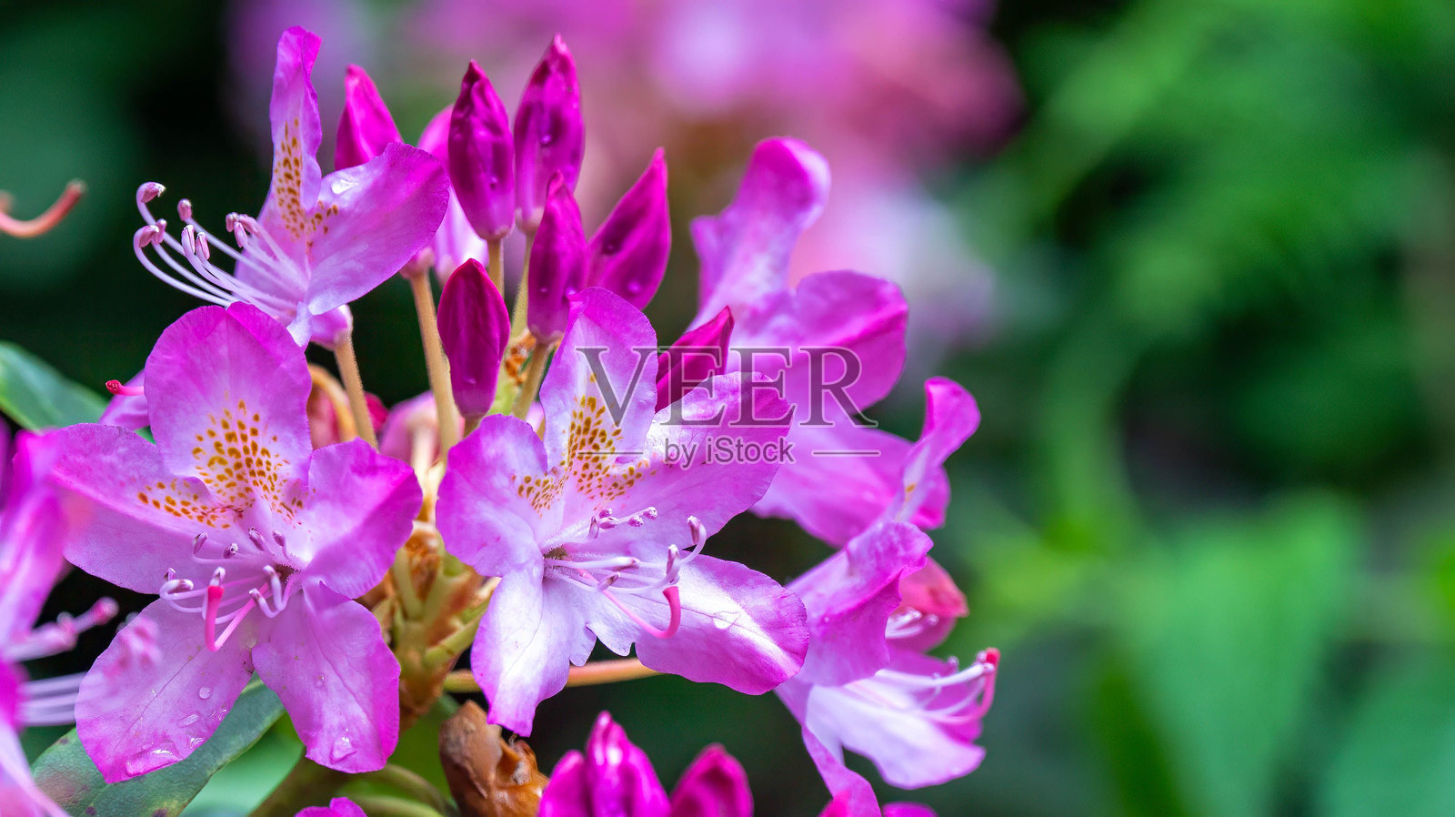 盛开的鲜艳粉色杜鹃花。照片摄影图片