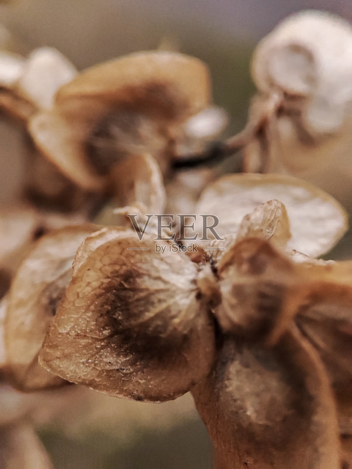 植物宏观摄影照片摄影图片