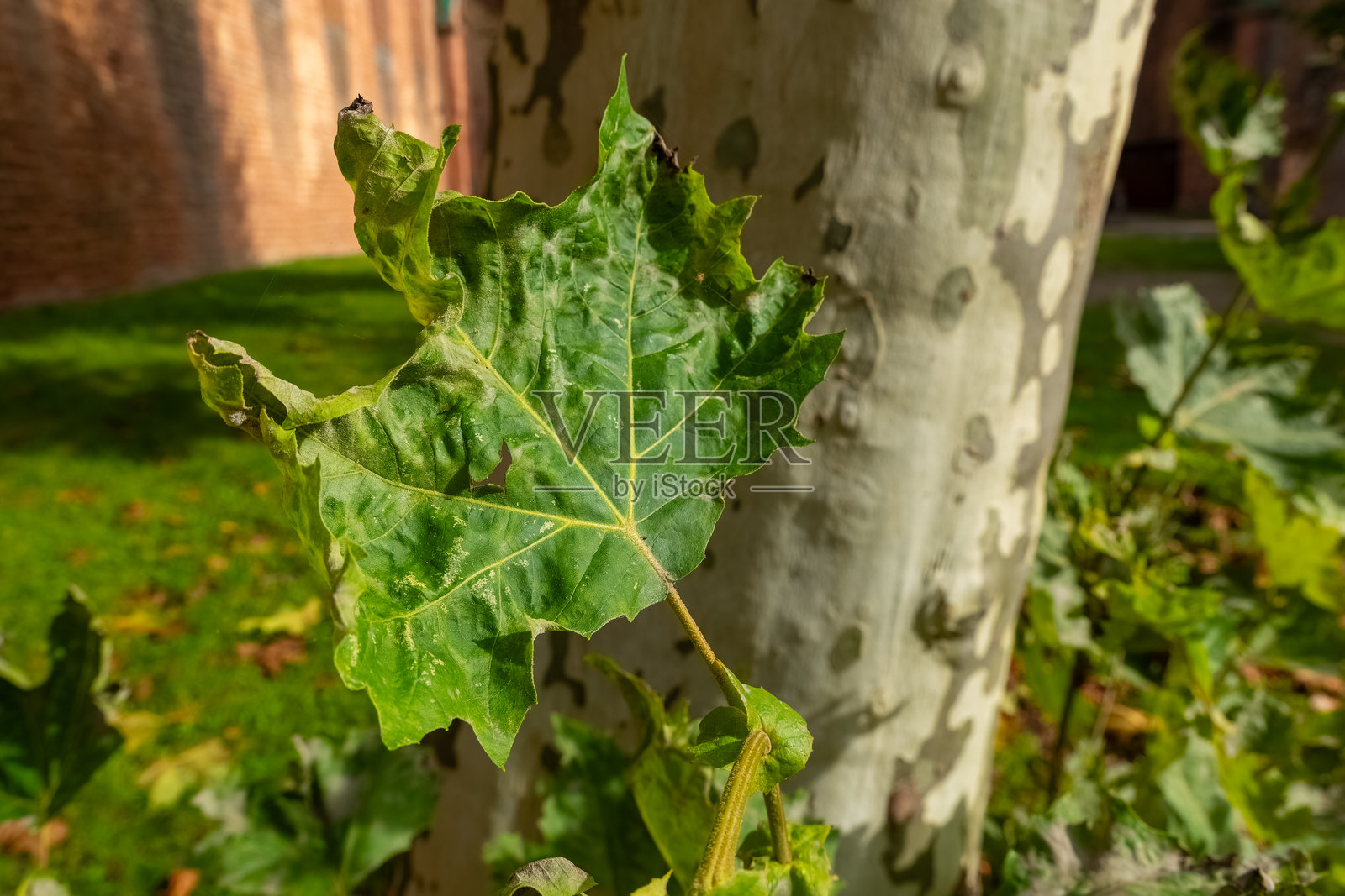 公园里树干旁边一片大绿叶的特写照片摄影图片
