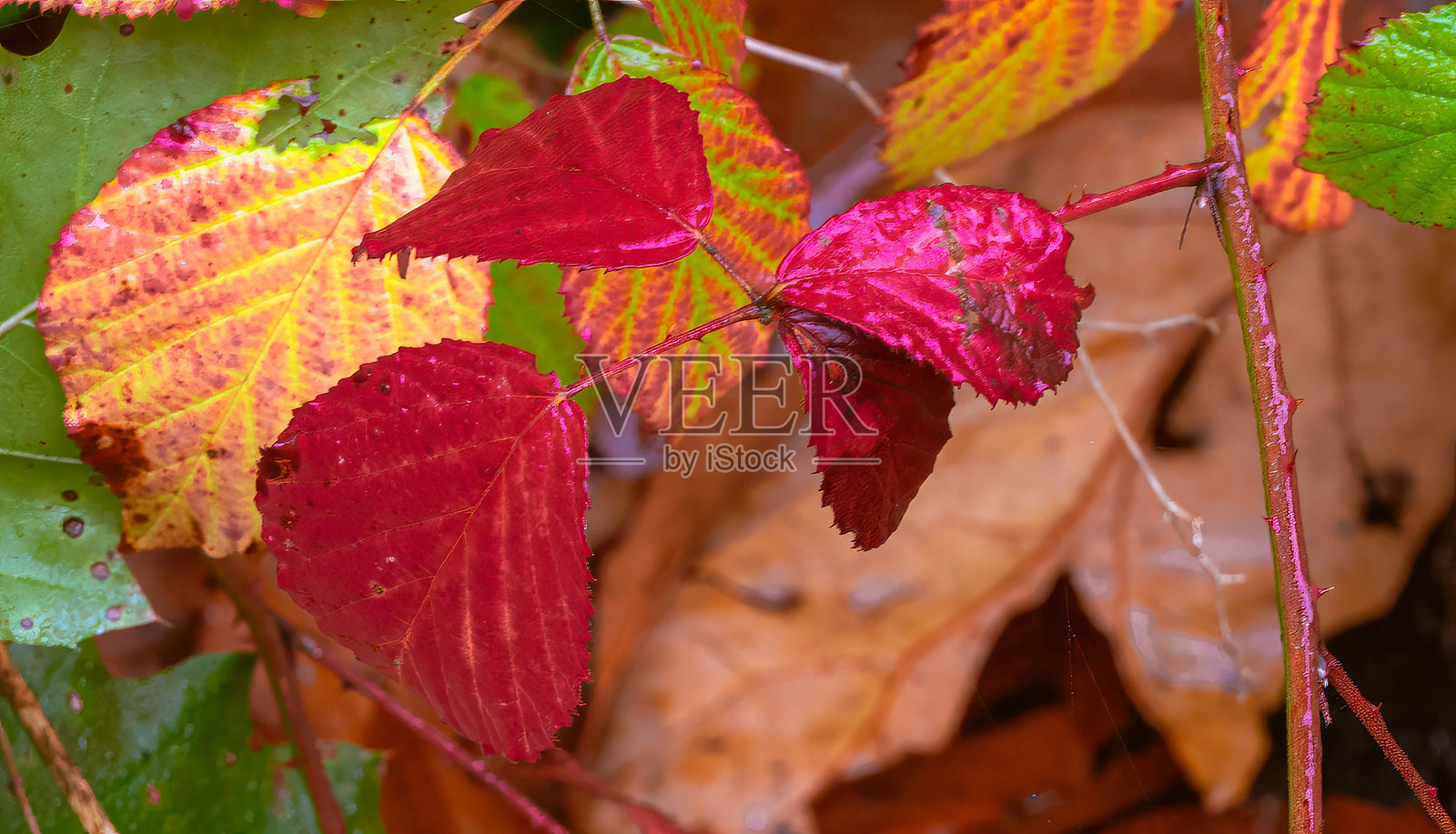 森林中五彩斑斓的秋叶。照片摄影图片