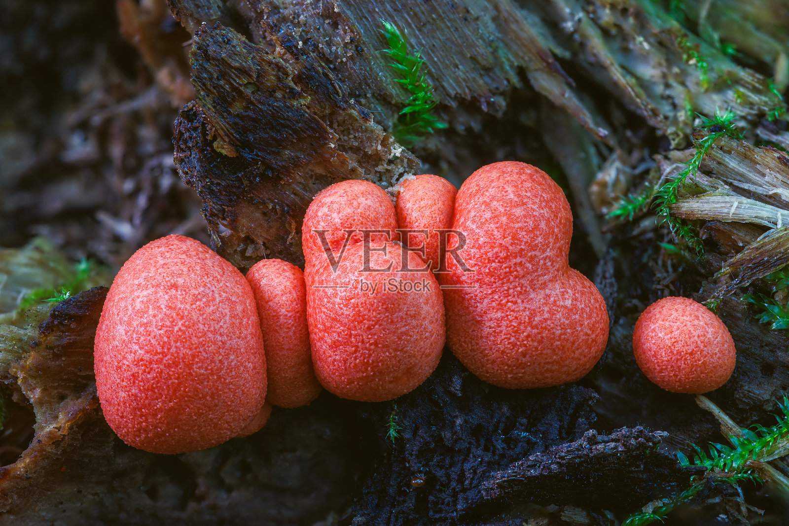 狼奶菌（Lycogala epidendrum）原生生物，生长在死木上的小型橙色或灰色充满孢子的颗粒。照片摄影图片