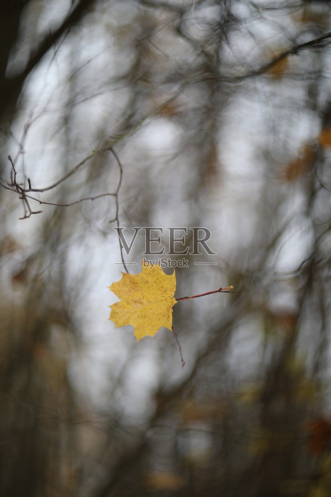 单片橙色秋天枫叶悬挂在光秃的树枝上，背景是模糊的棕色森林，天气阴雨绵绵。照片摄影图片