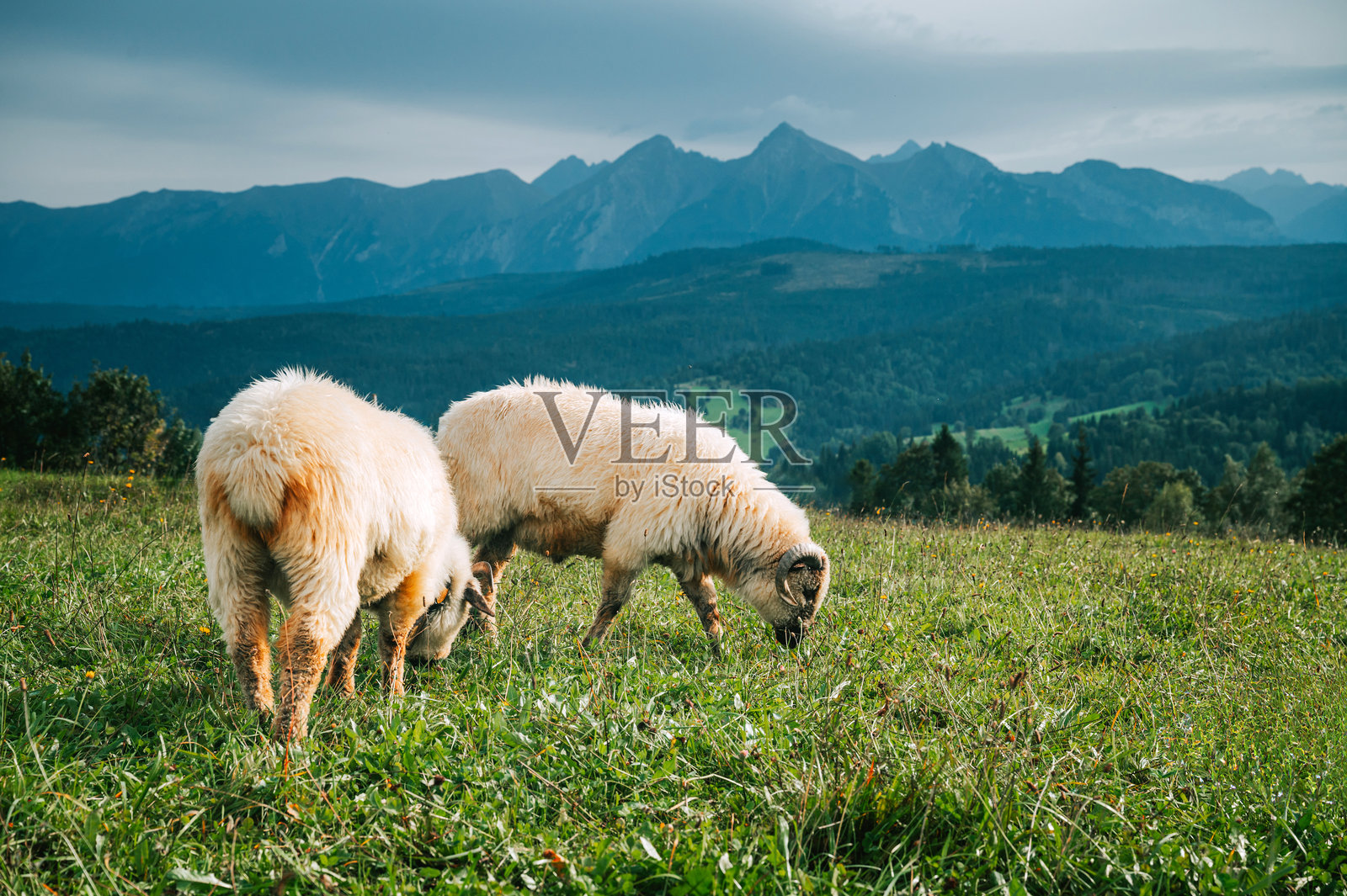 羊群在郁郁葱葱的绿野上吃草，迷人的高塔特拉山脉作为风景背景：探索斯洛伐克和波兰的乳制品农业实践照片摄影图片