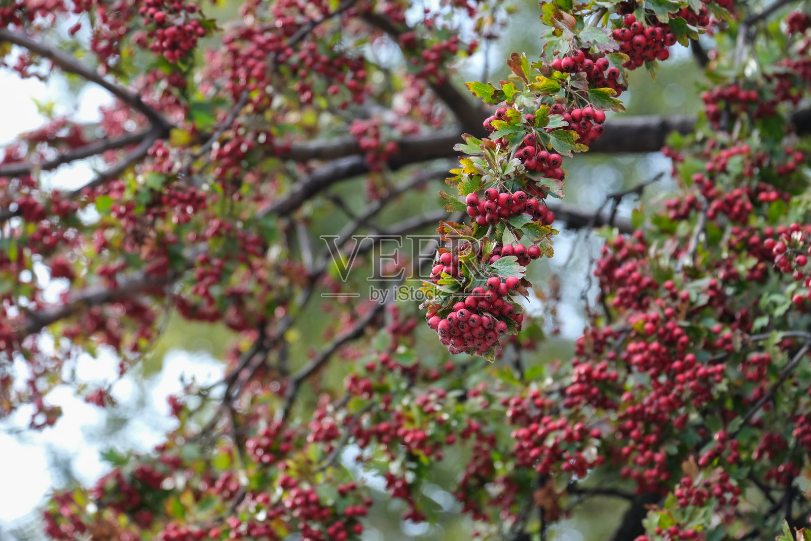 在美丽的自然户外环境中，树枝上鲜艳明亮的红色浆果特写照片摄影图片