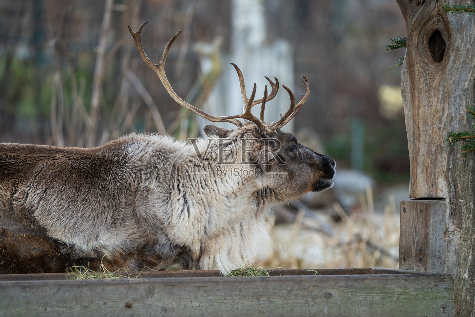 北方驯鹿（Rangifer tarandus）在雨天冬季的肖像，拥有巨大的鹿角照片摄影图片