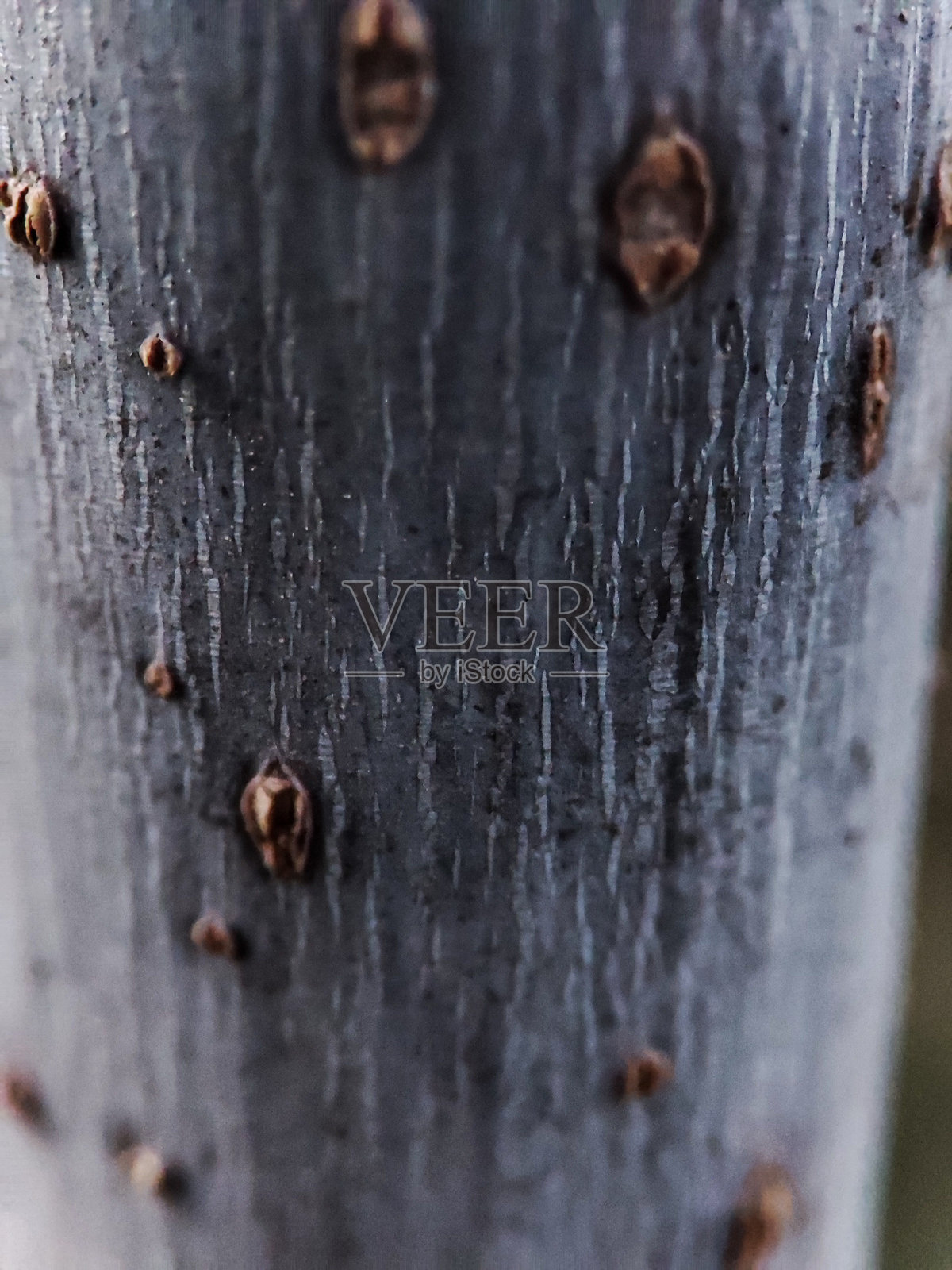 植物宏观摄影照片摄影图片