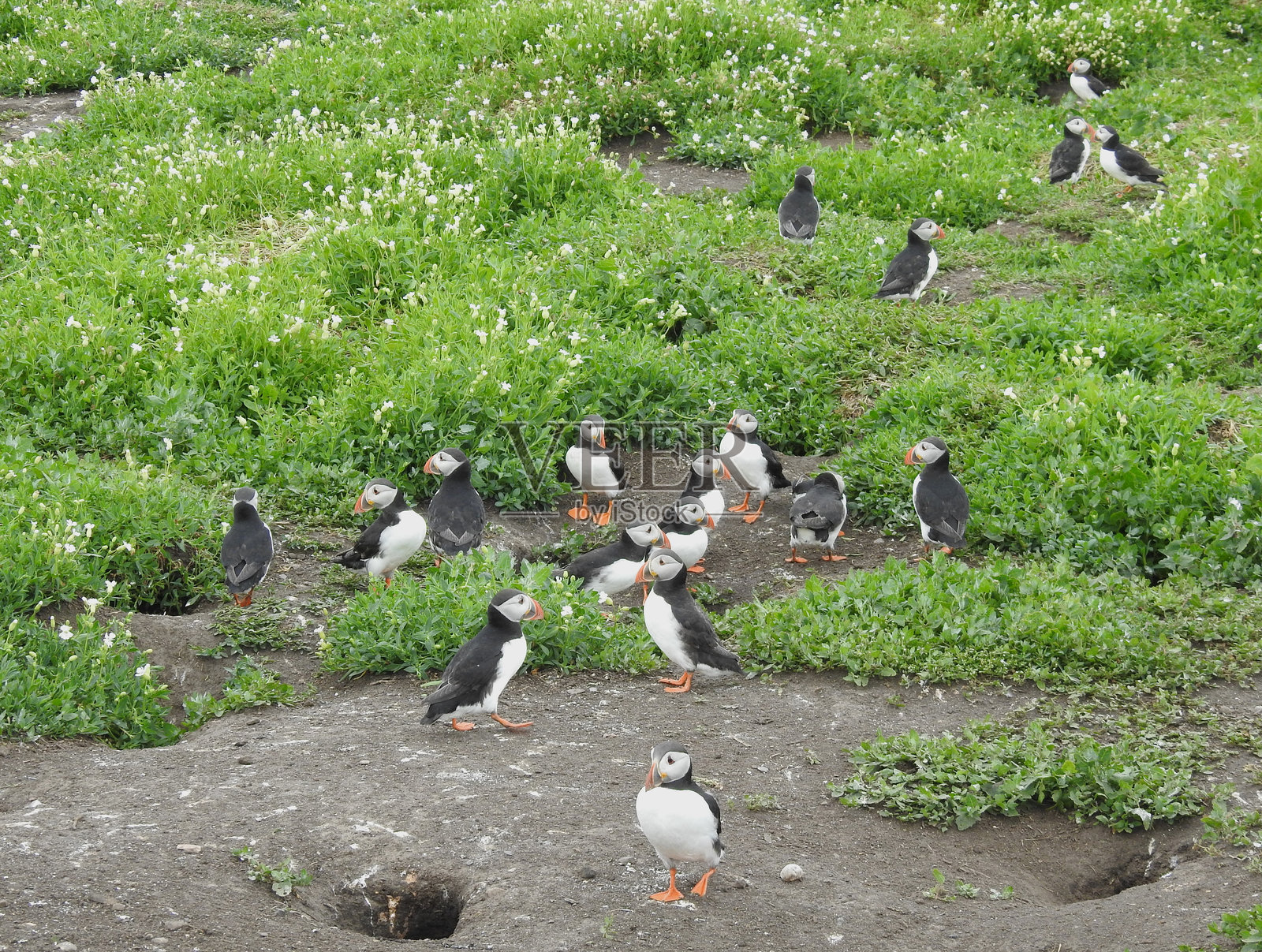 许多大西洋海雀在开着白花的海石竹植物间散布在地面上。照片摄影图片