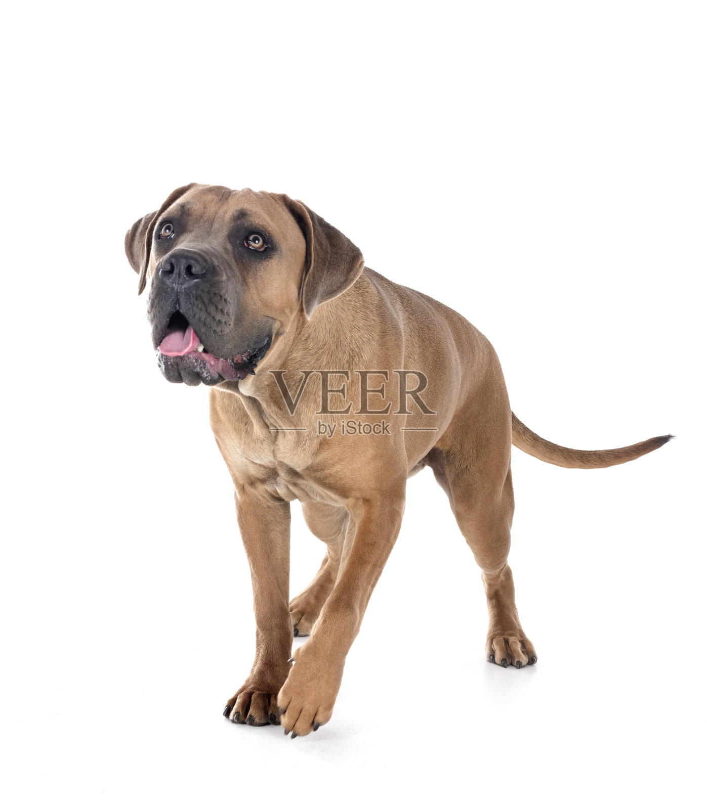 年轻的卡恩科尔犬照片摄影图片