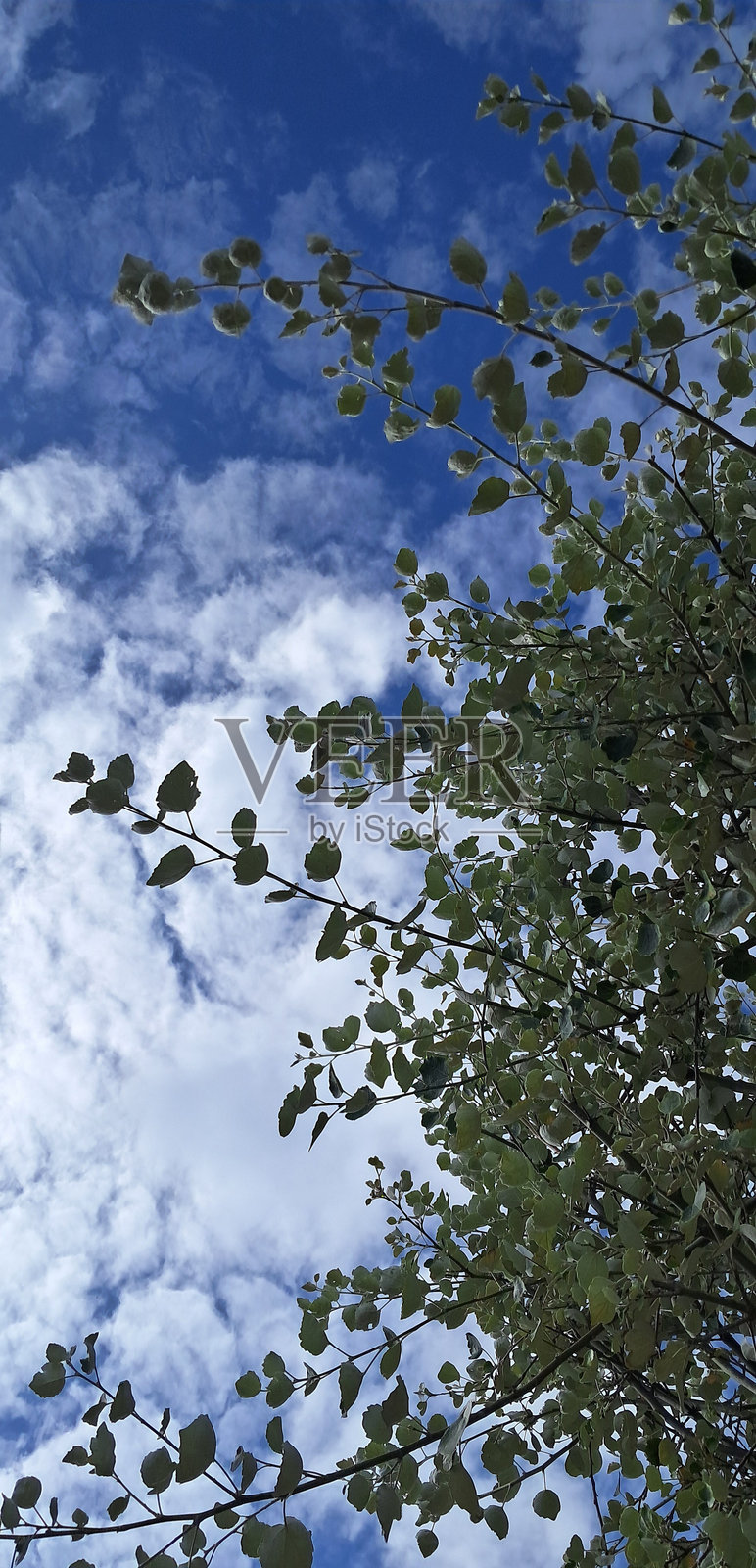 树和蓝天照片摄影图片