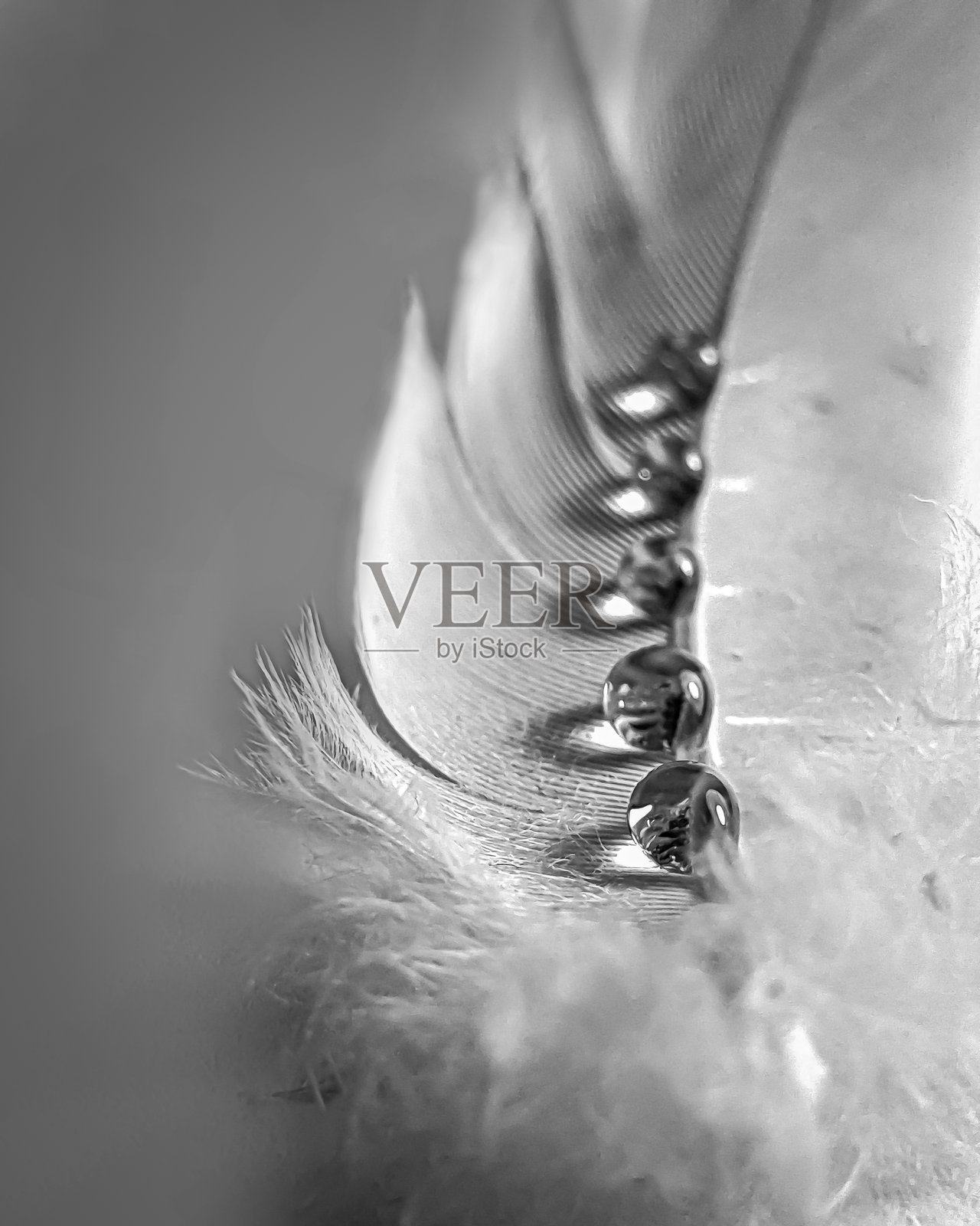 轻如鸿毛照片摄影图片