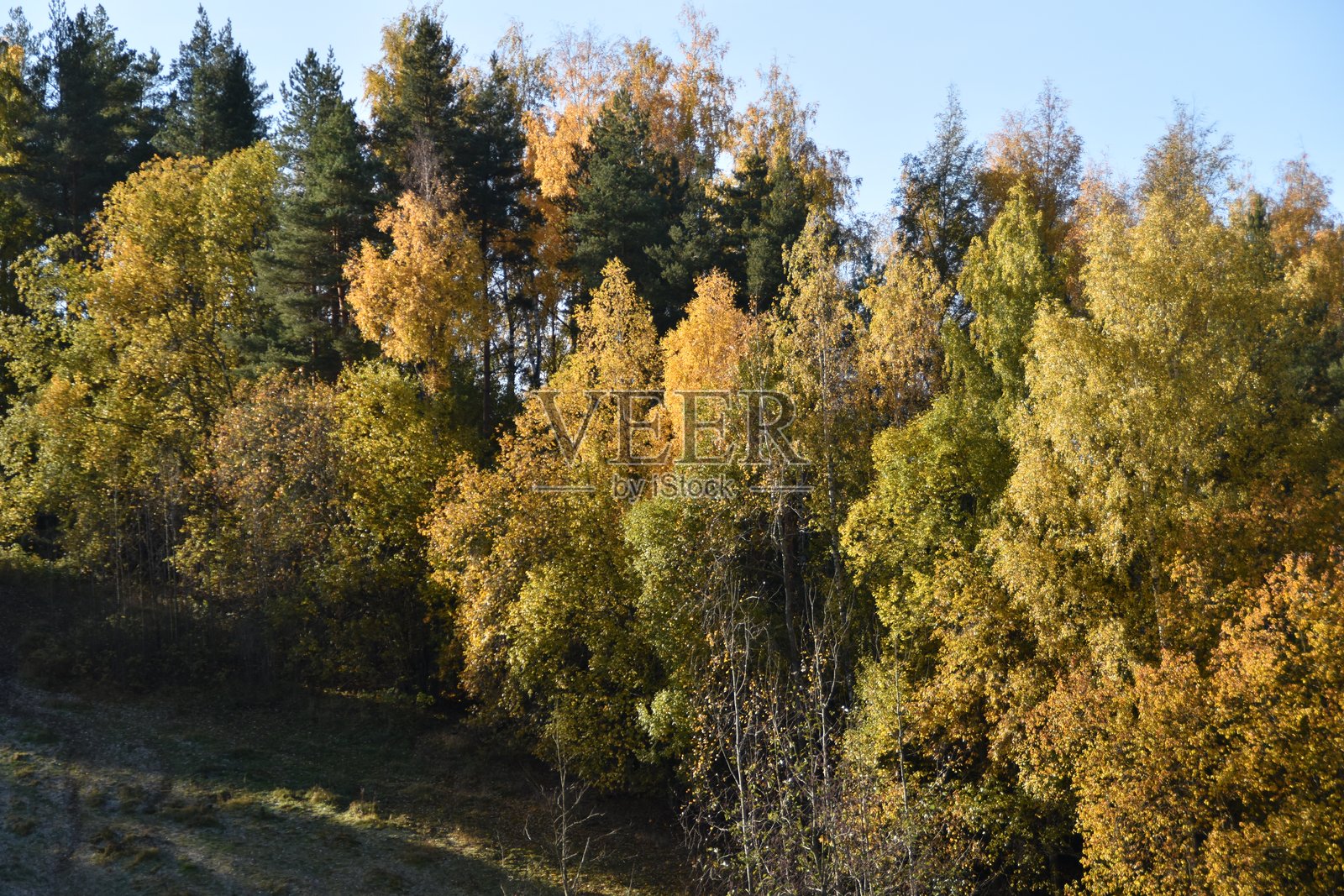 阳光下的混合森林照片摄影图片