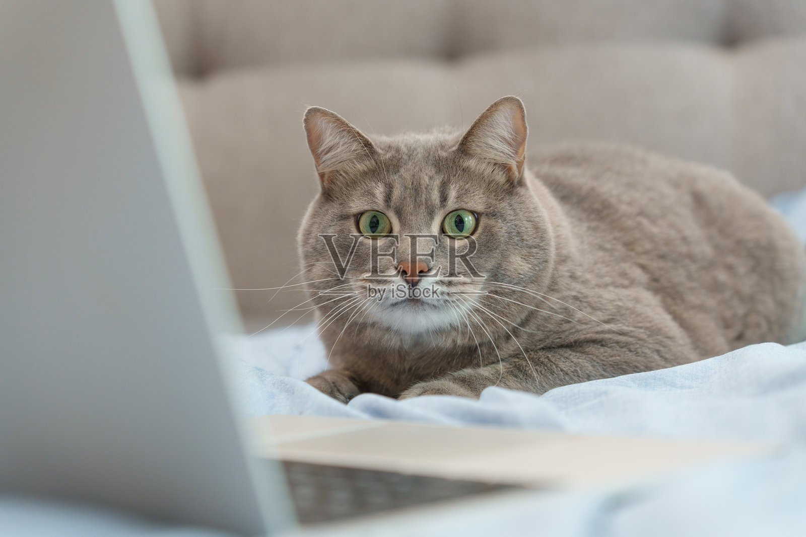 专注的灰色猫咪凝视着笔记本电脑屏幕。猫咪的大绿眼睛和严肃的表情暗示着专注或好奇，营造出幽默而引人共鸣的场景。照片摄影图片