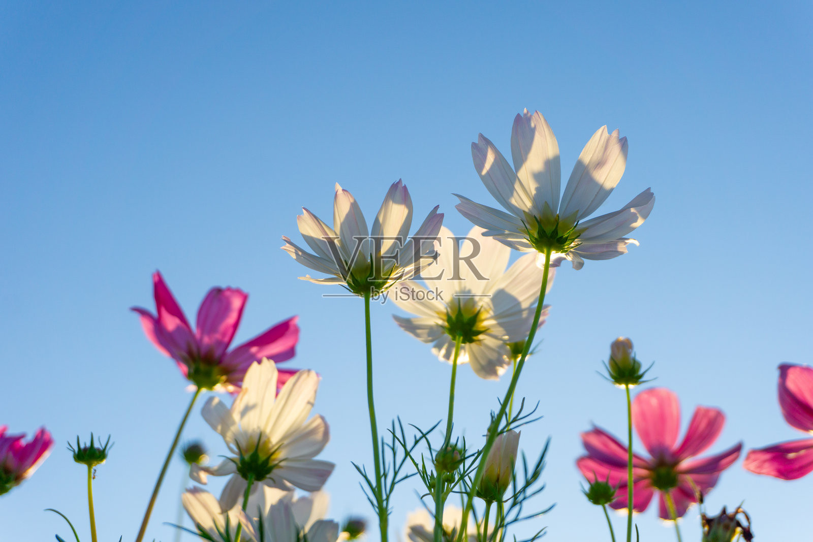 鲜艳的粉色和白色大波斯菊在郁郁葱葱的绿草地上盛开，映衬着明亮的蓝天。细腻的花瓣和绿意盎然的景色营造出宁静而安详的自然风光。照片摄影图片