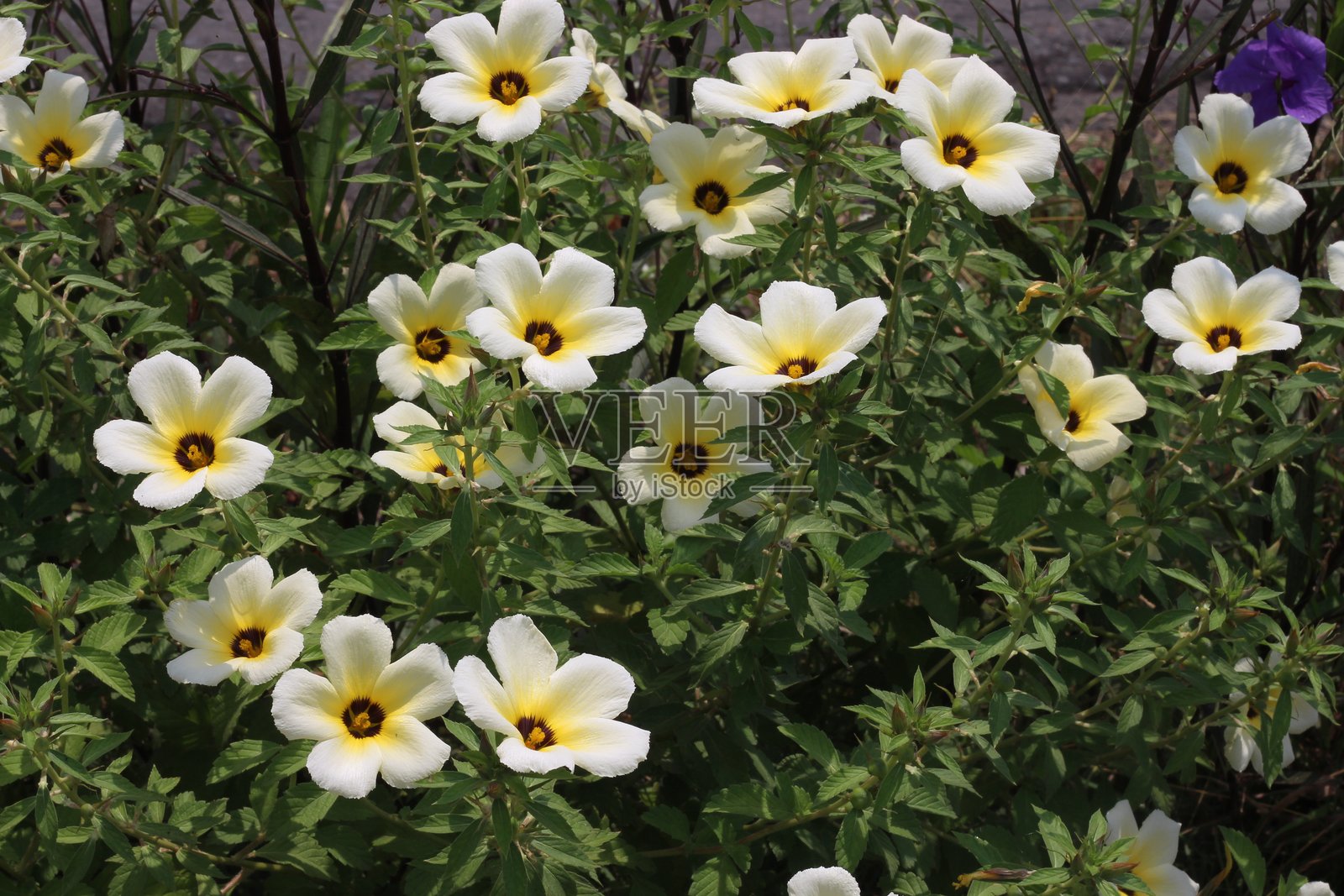 Turnera subulata照片摄影图片