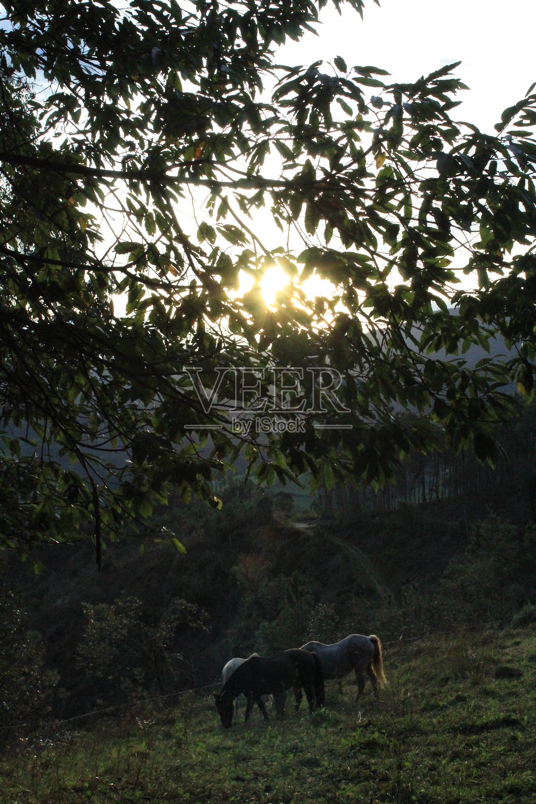 马照片摄影图片