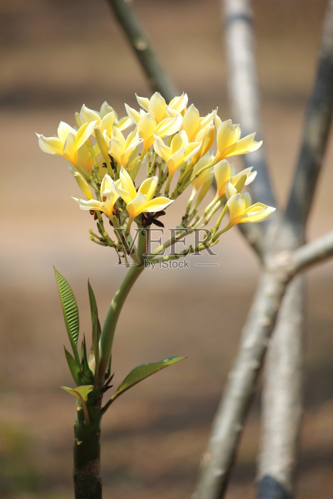 盛开的黄色夹竹桃花或香水花照片摄影图片
