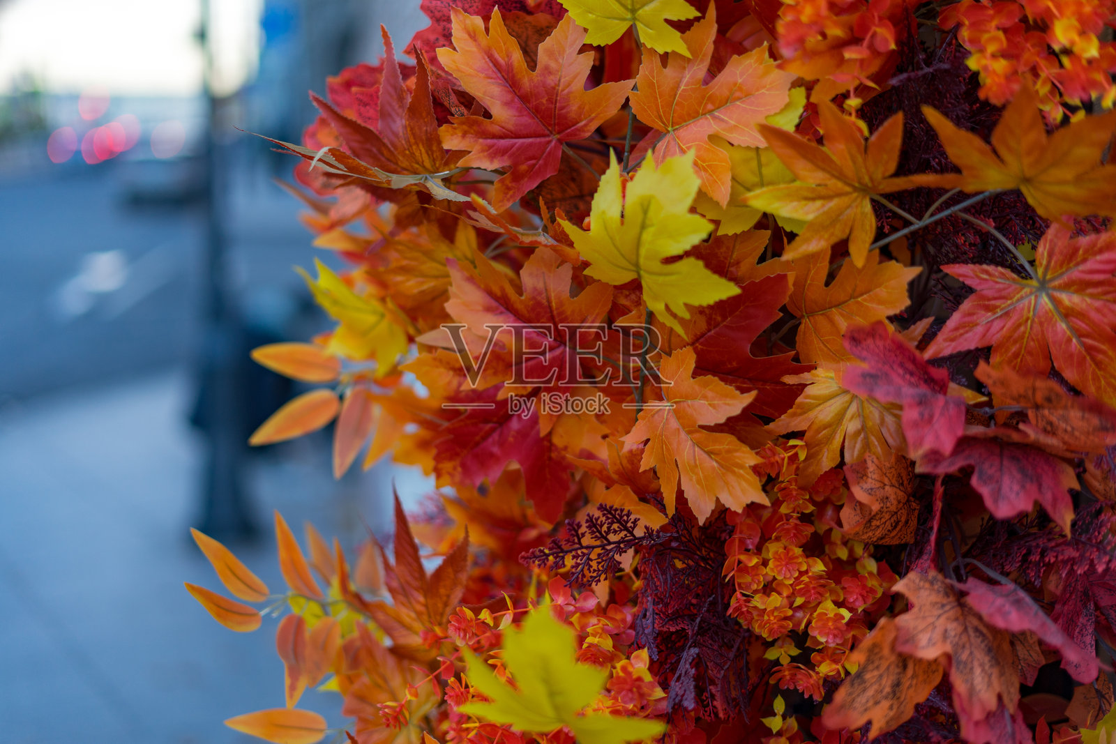 秋天的枫叶特写照片摄影图片