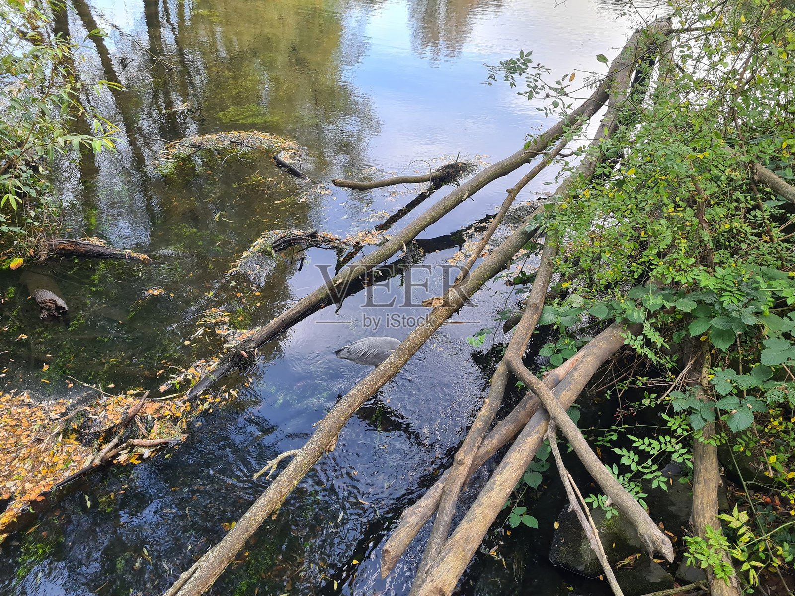 水中的树干照片摄影图片