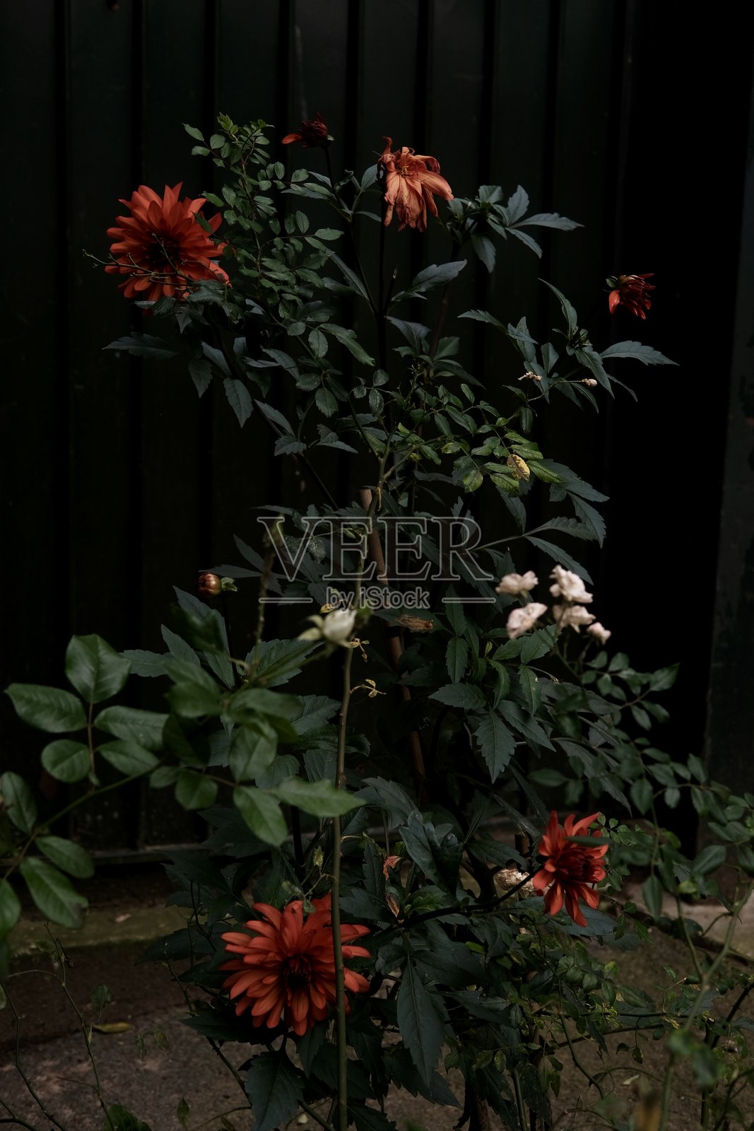 光之花，蒙马特照片摄影图片