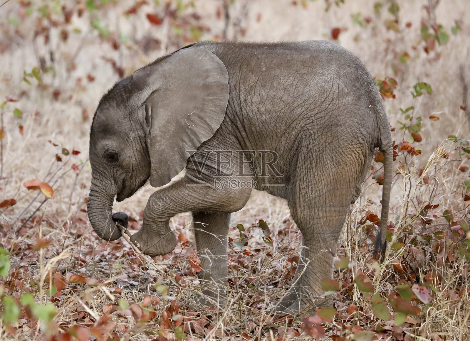 小象幼崽照片摄影图片
