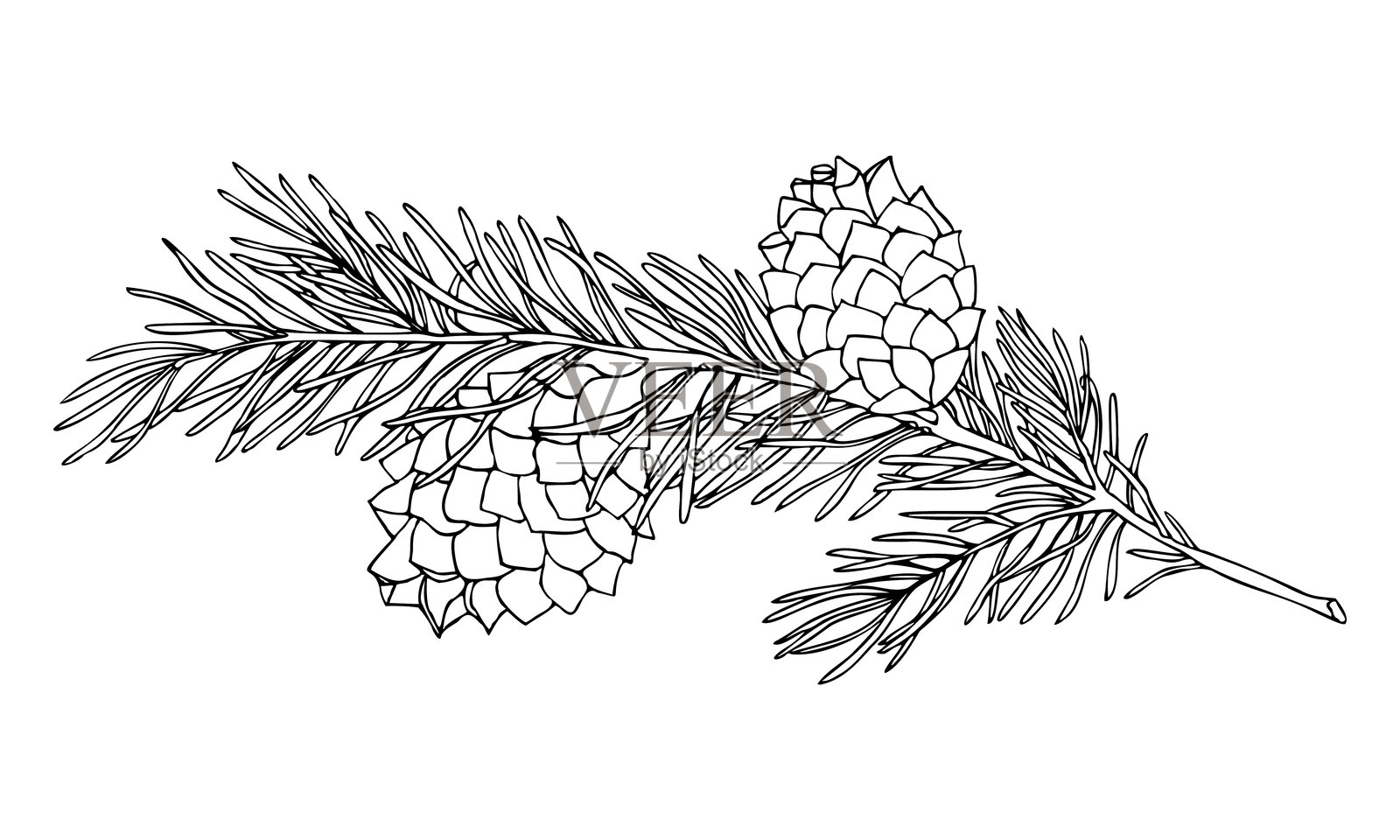 云杉树枝和松果插画图片素材