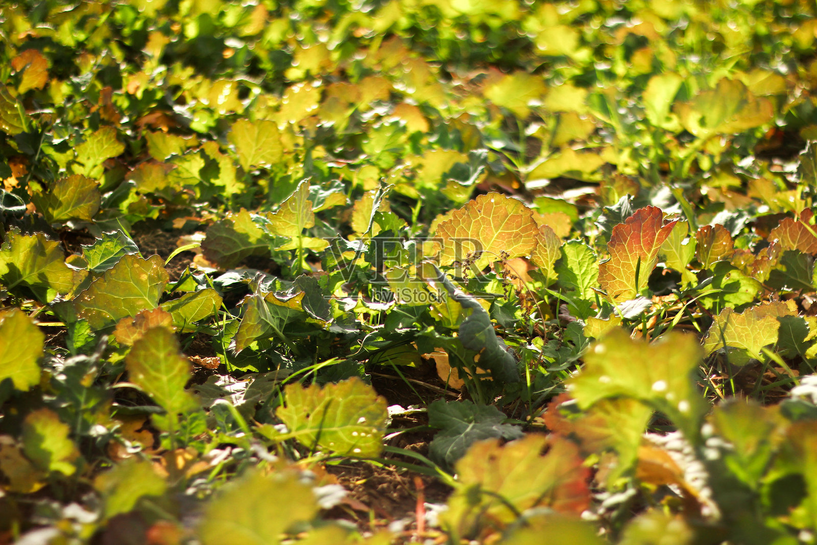 日落时分的冬季油菜花。田野里长满了油菜。田地里播种了油菜。照片摄影图片