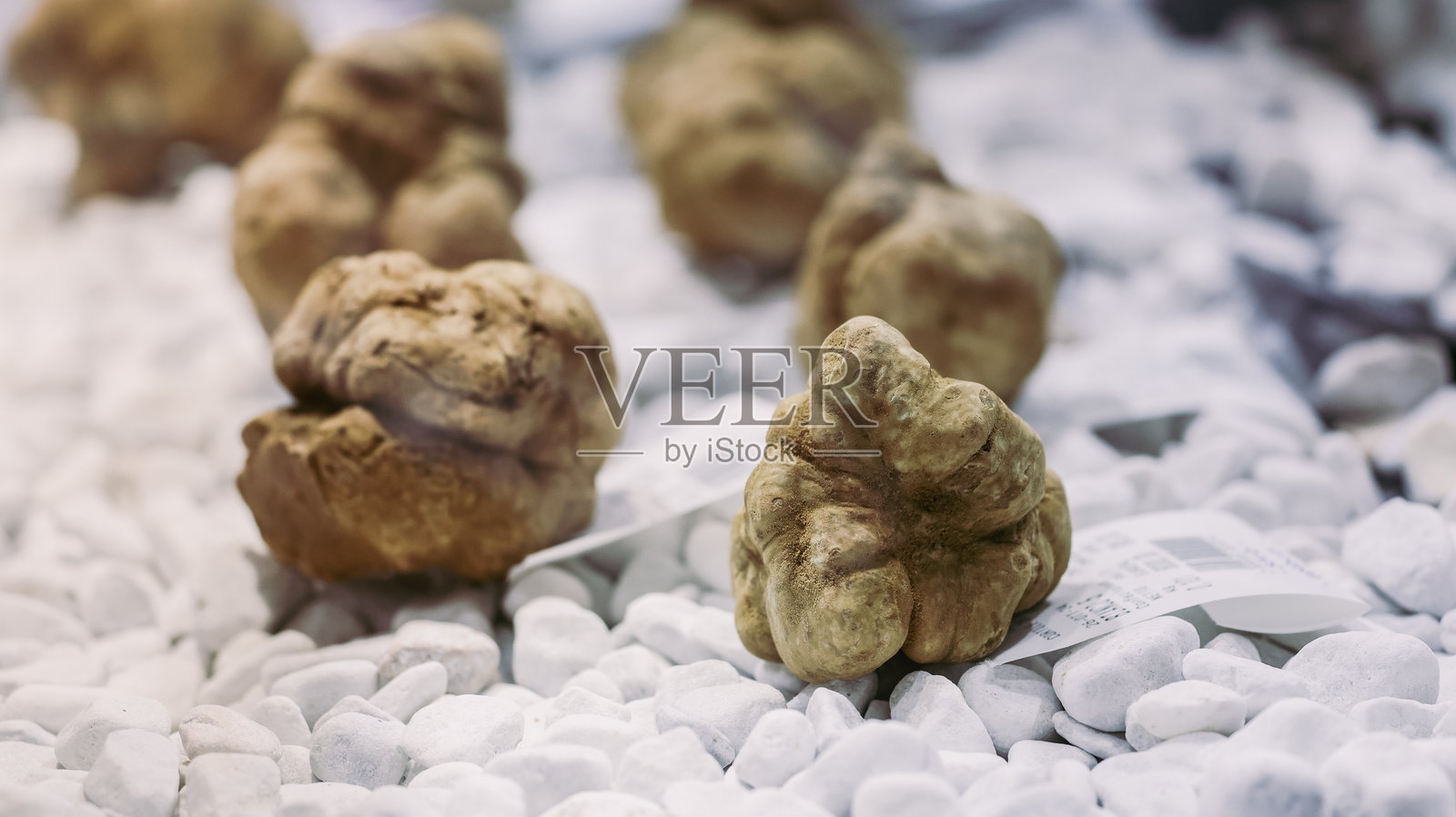 探索意大利阿尔巴松露节，展示新鲜采摘的松露照片摄影图片