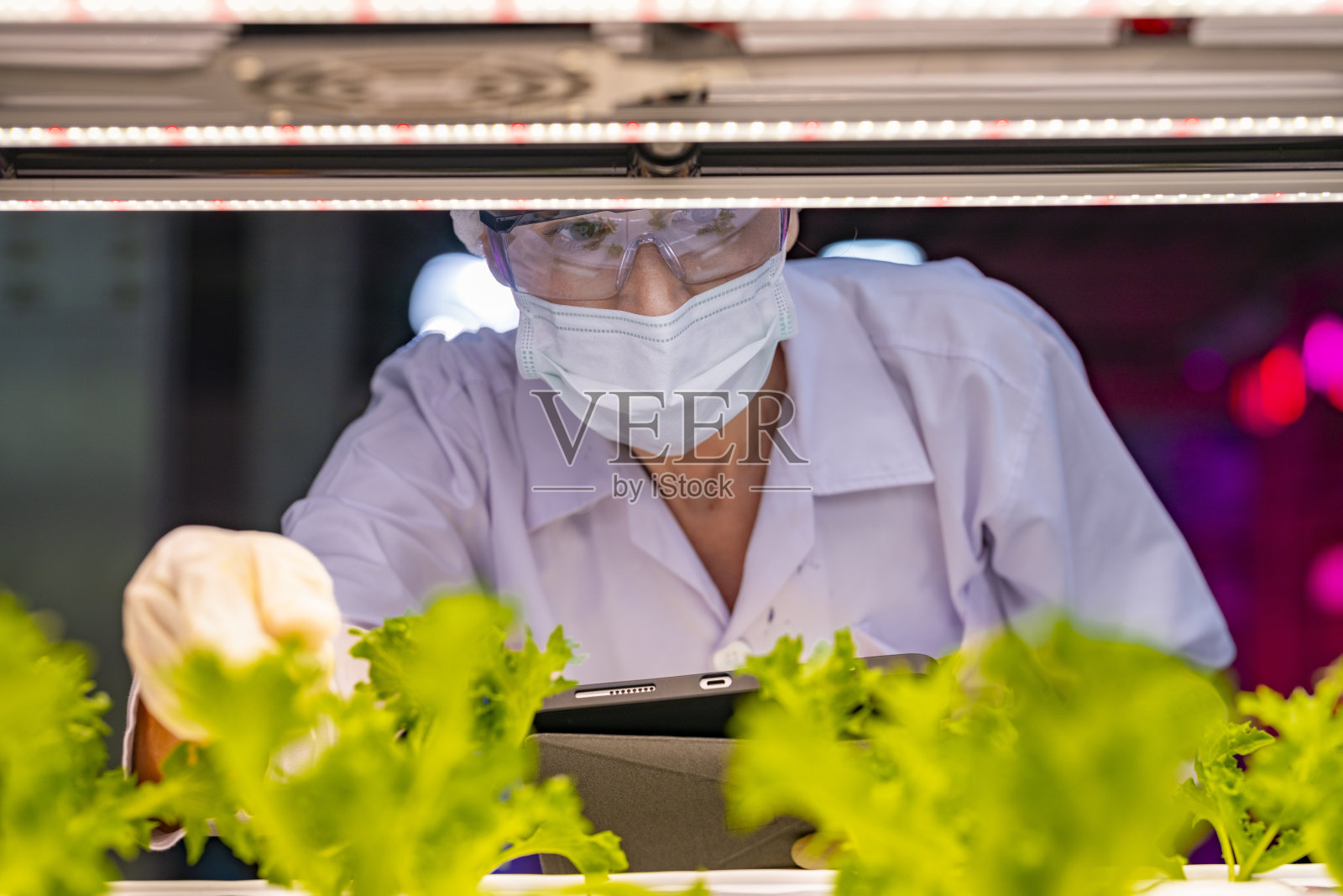 一位戴着口罩、发网和手套的科学家在实验室检查植物时，使用平板电脑记录观察结果。受控的照明环境突显了植物学和可持续农业的研究。照片摄影图片