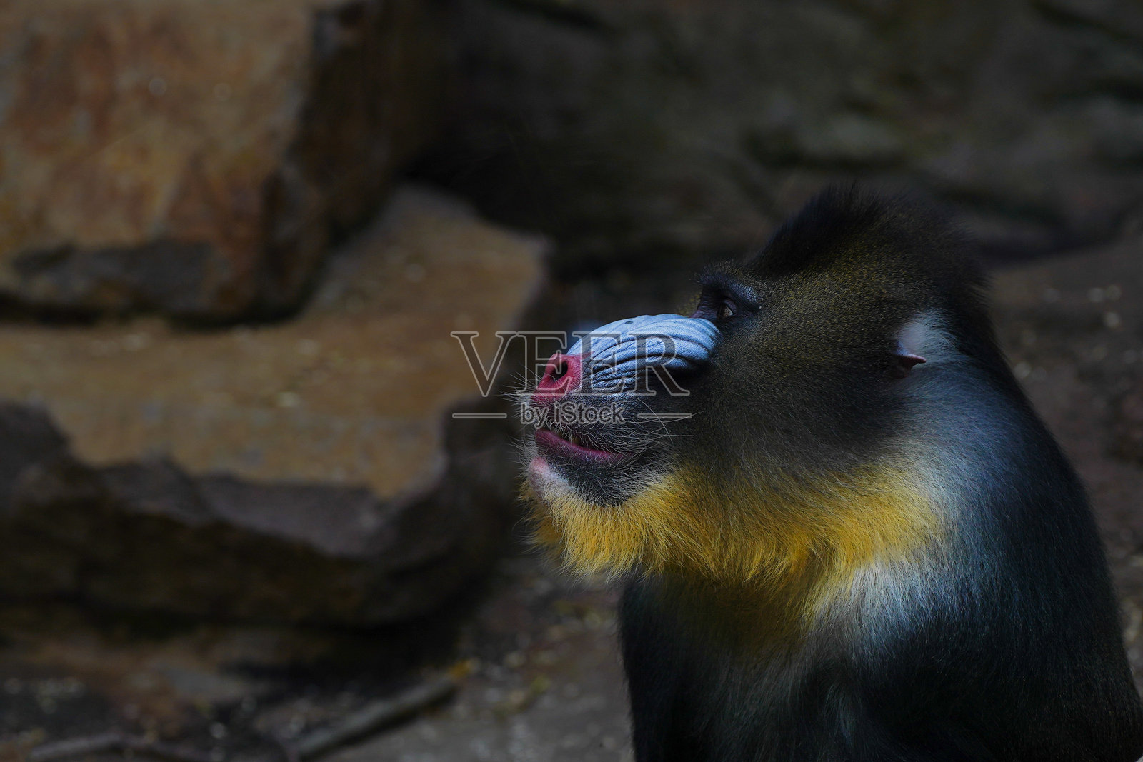 猕猴的特写镜头照片摄影图片