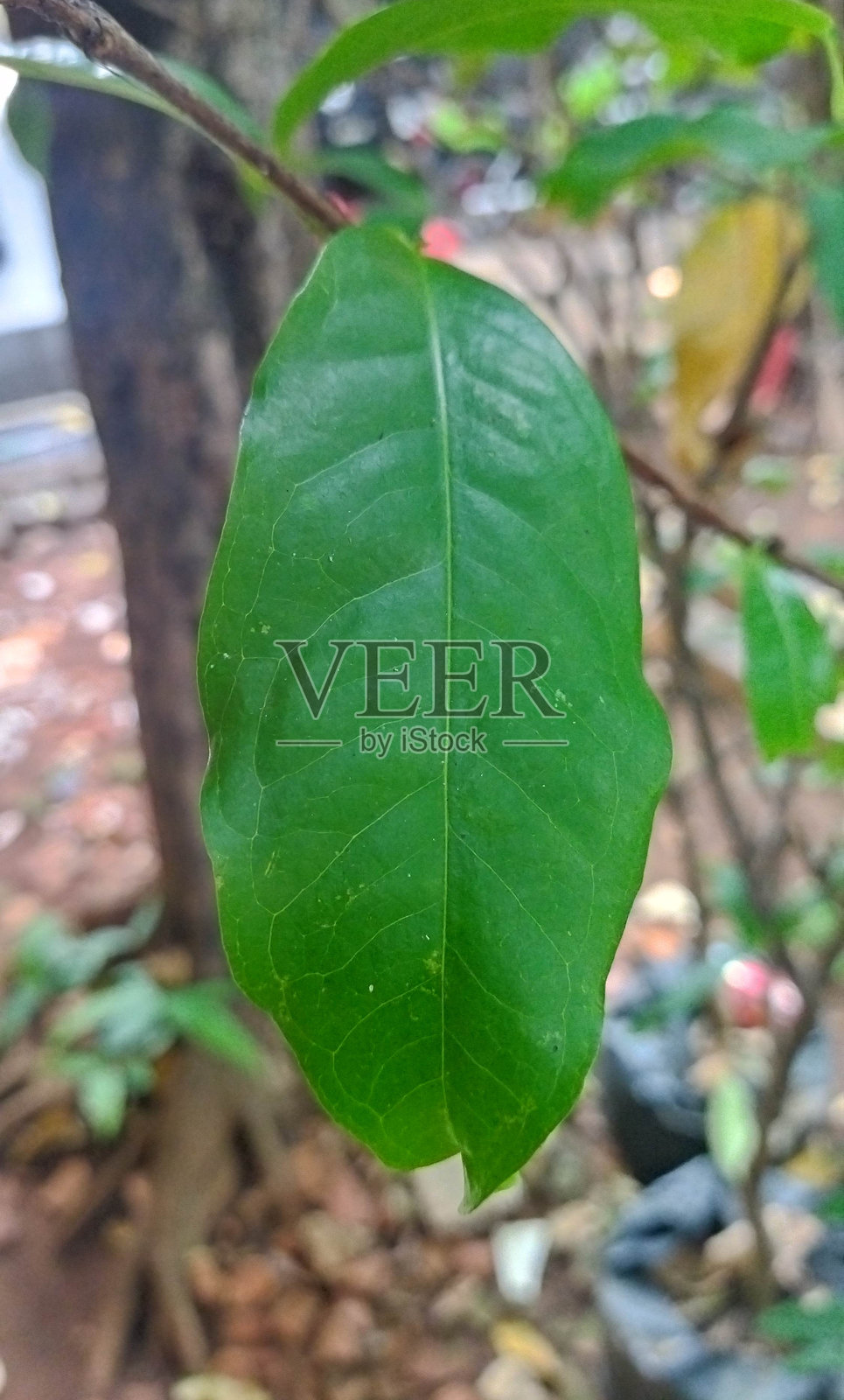 水苹果叶照片摄影图片